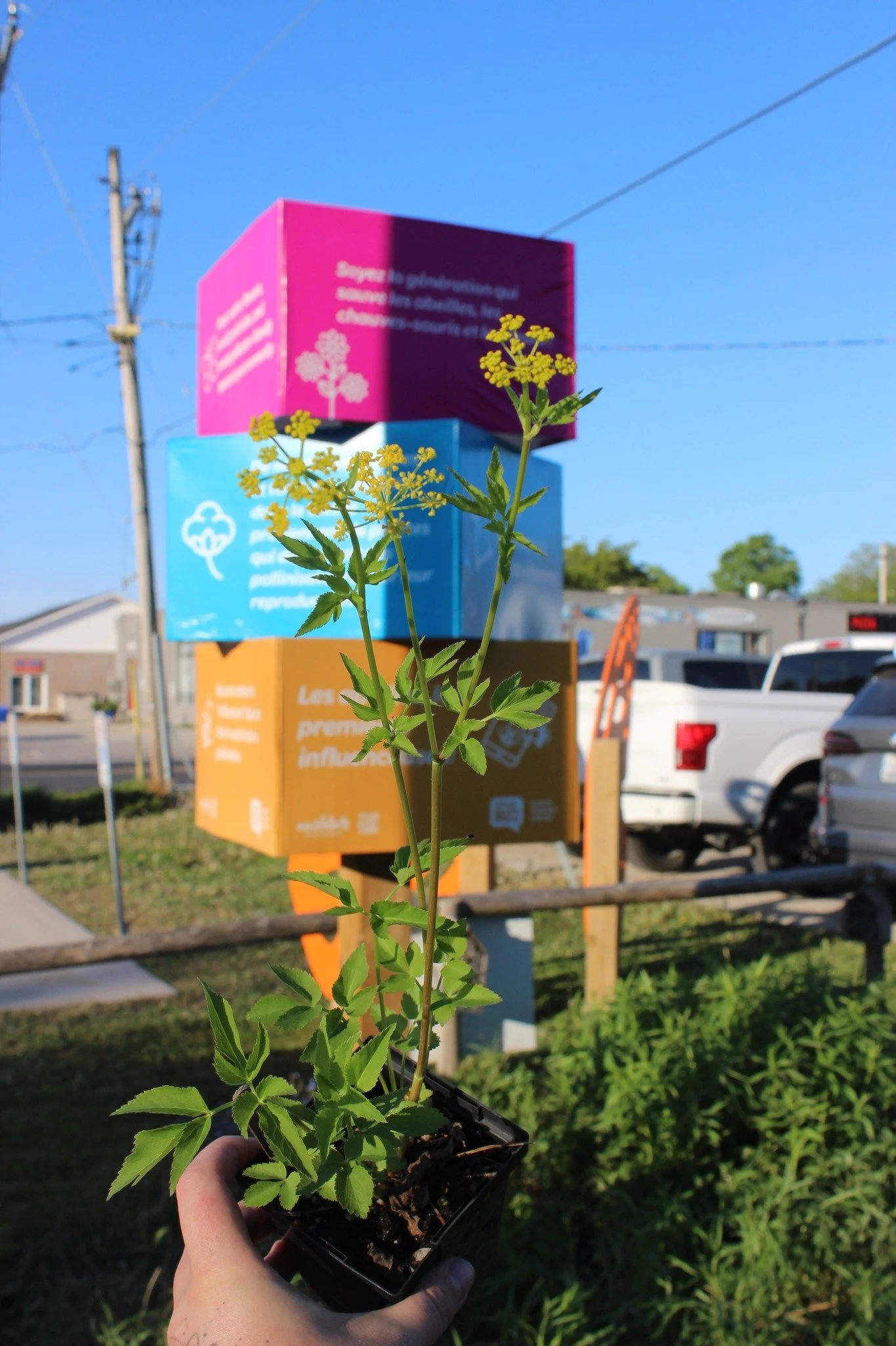 🌱 There is still room available to get FREE pollinator plants! The first 30 households to sign up for a Pollinator Patch will receive a FREE flat of pollinator seedlings to take home. 🌱

Join Pollinate TBM at the L.E. Shore Library for a fun, famil