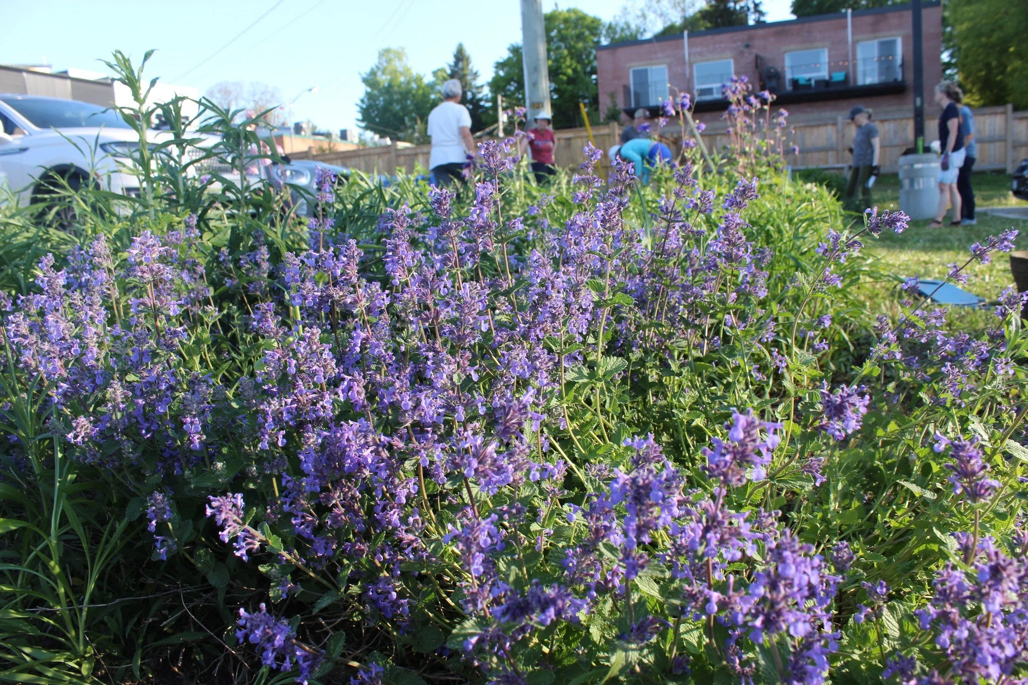 Many hands make light work! 🌿

A huge thank you to all of our incredible volunteers who joined us for our recent work party to help maintain our pollinator gardens. Your time, energy, and dedication help keep these important habitats thriving for po