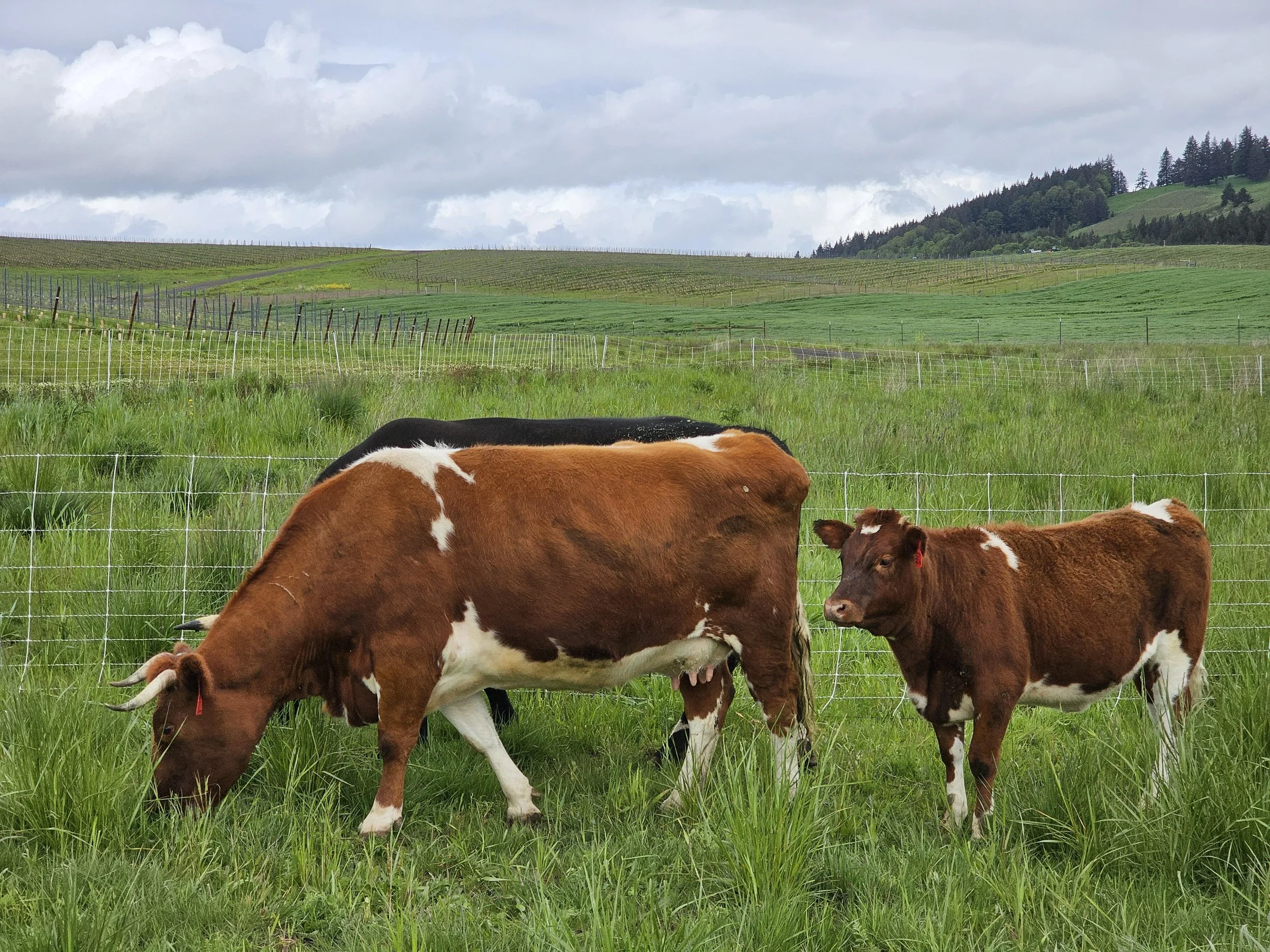 Athena and Farrah.jpg