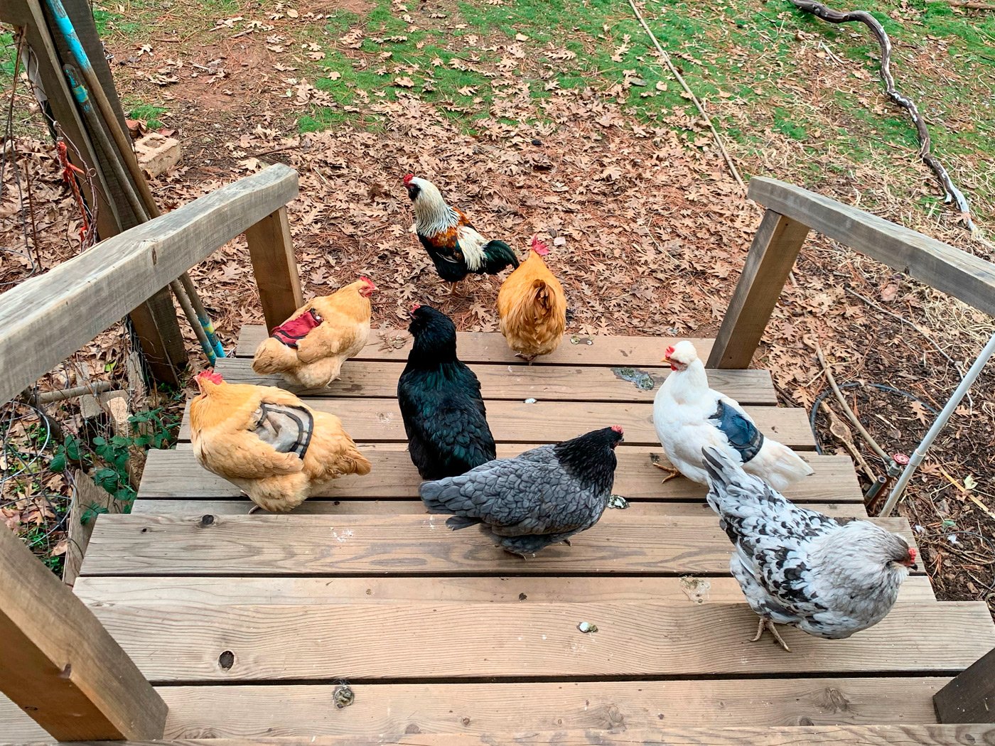2024 Jan_Chickens-Steps_1256w.jpg