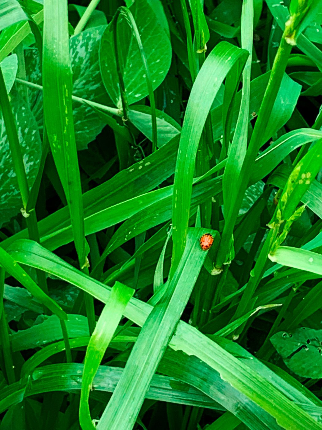 05-2022-Jin-HC-Ladybug_2860w.jpg