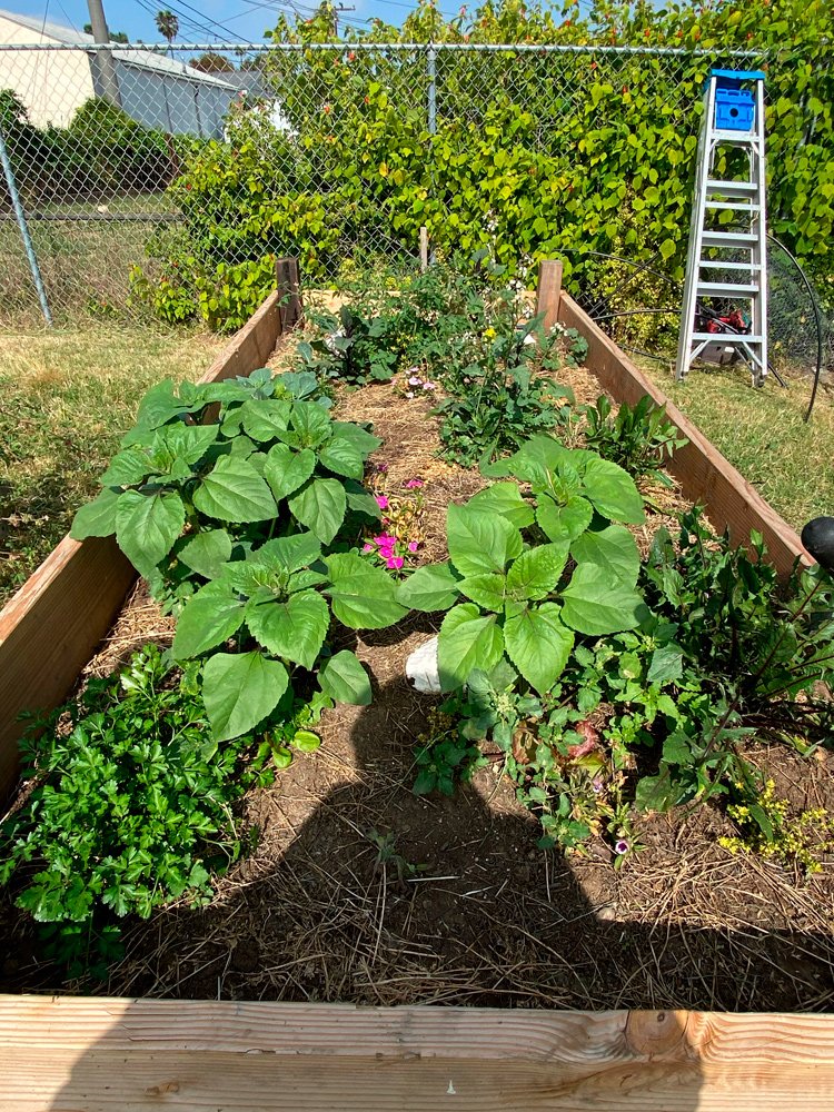 MamaTrus-RaisedBeds_0353w.jpg