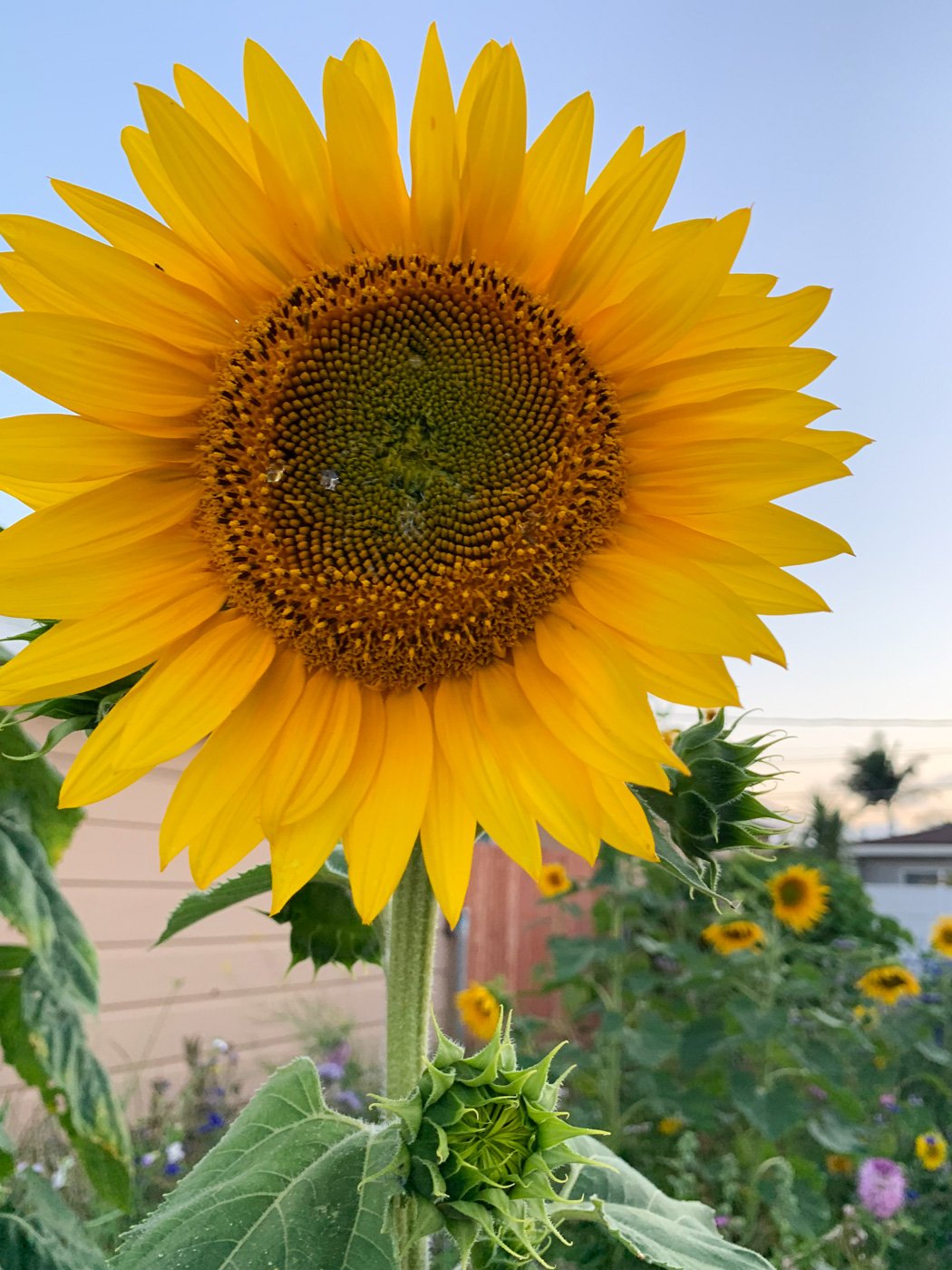 02-2020-June-Jin-HC-Sunflower_3293w.jpg