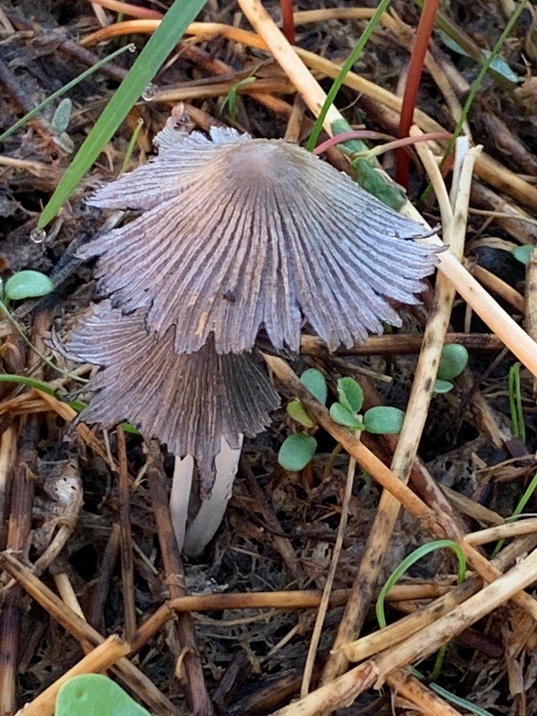 07-2020-Oct-Jin-HC-Mushrooms_4342w.jpg