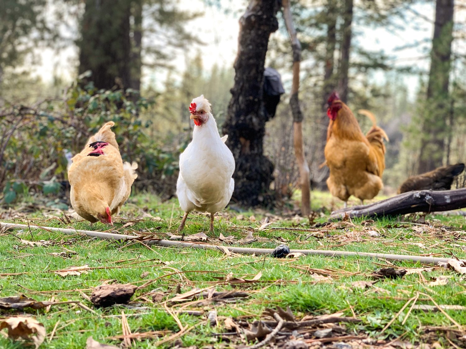 2024 Jan_Chickens_1331w.jpg