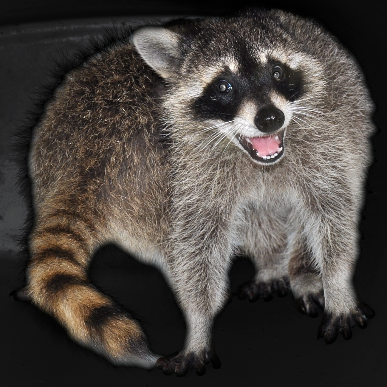 Why Every Urban and Suburban Home Needs a Wildlife-Proof Toter® Trash Bin