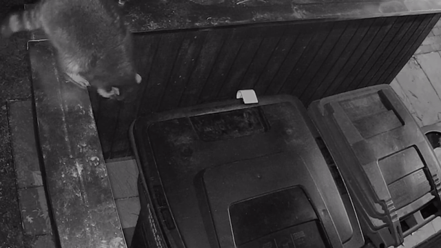 Keep Raccoons Out: How Rascalater Secures Your Toter Trash Bins