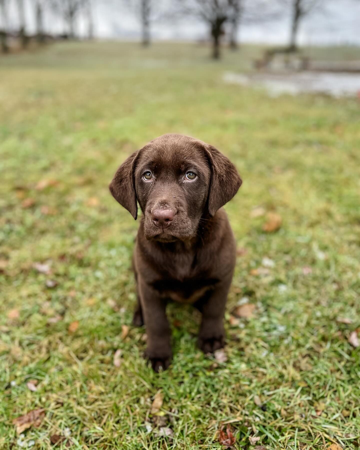 Welcome Chandler!!!

As some of you may know, or have figured out, we have a bit of a Friends theme going on here at Harvestmoon Labradors. We absolutely love the show, so why not name our dogs after the characters!
To give some background, in the sh