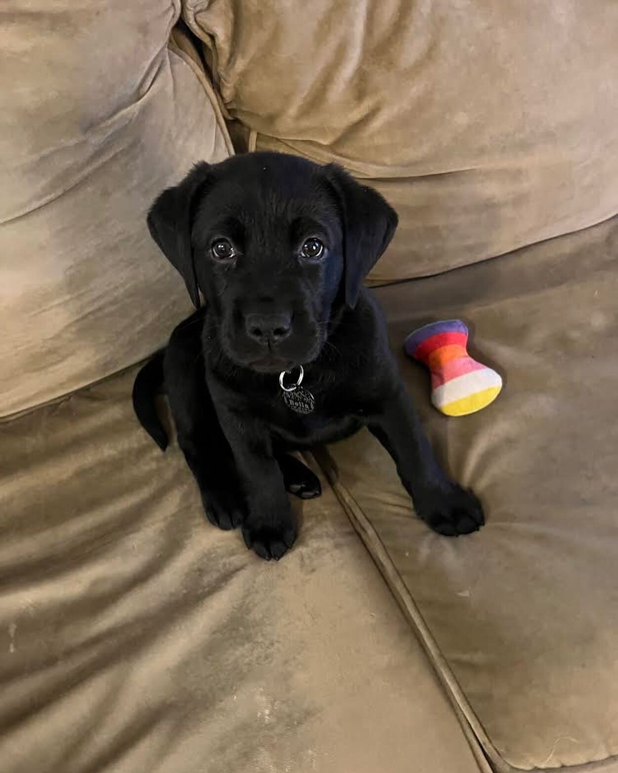 Little Bella is settling into her new home quite nicely! She&rsquo;s picking up on training really quickly, but also getting in the good snuggles! She&rsquo;s 10 weeks old tomorrow!