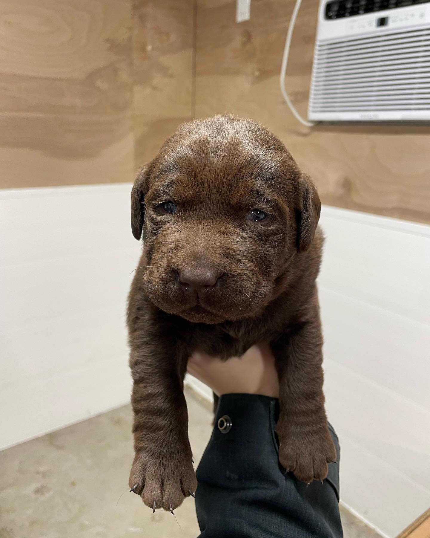 Look at this handsome boys face!!! 🥰 there are still 3 chocolate males and 1 black female available!