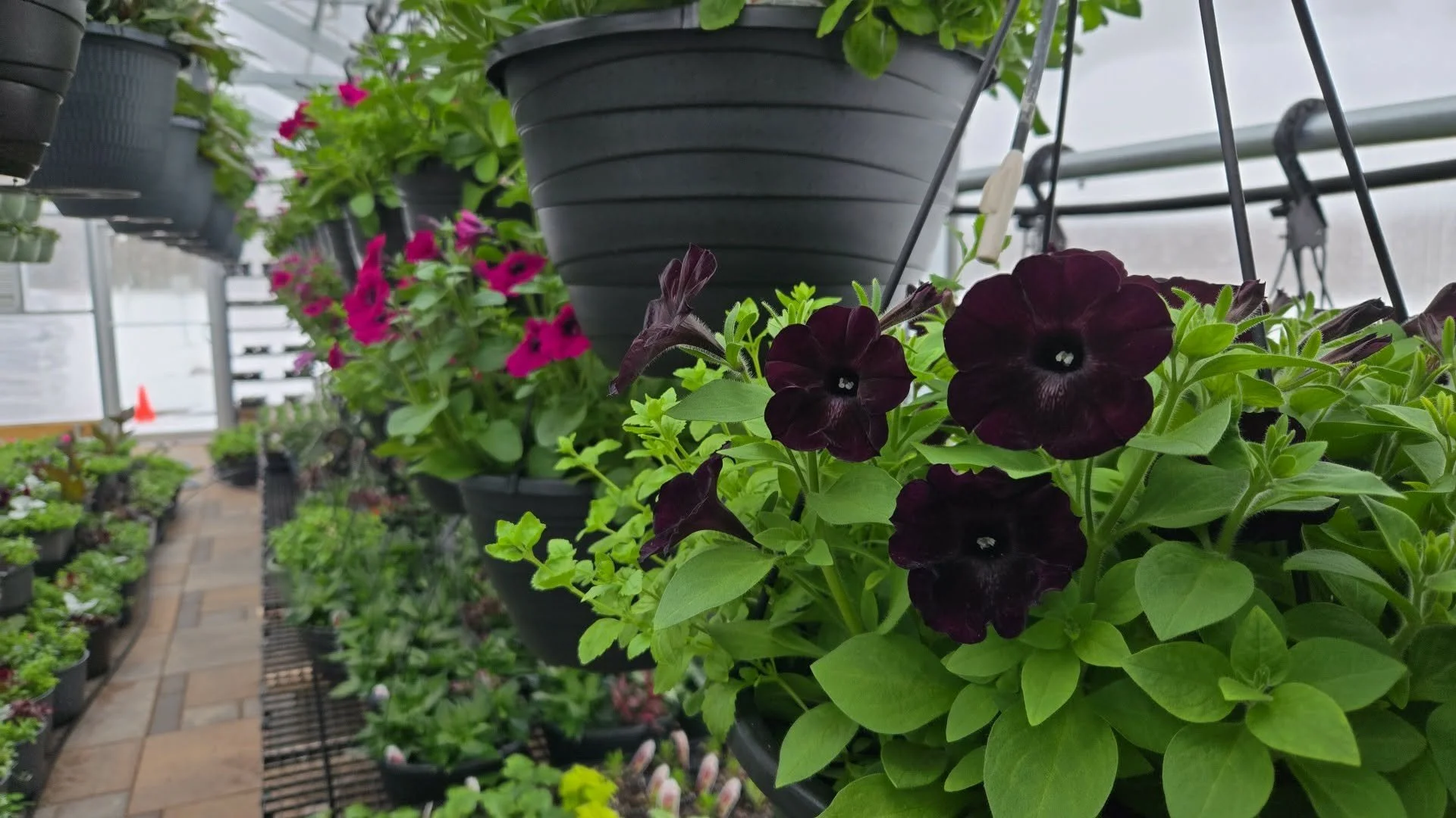 Close-up of dark purple petunias in a greenhouse with other potted flowers and plants on shelves and a brick walkway.