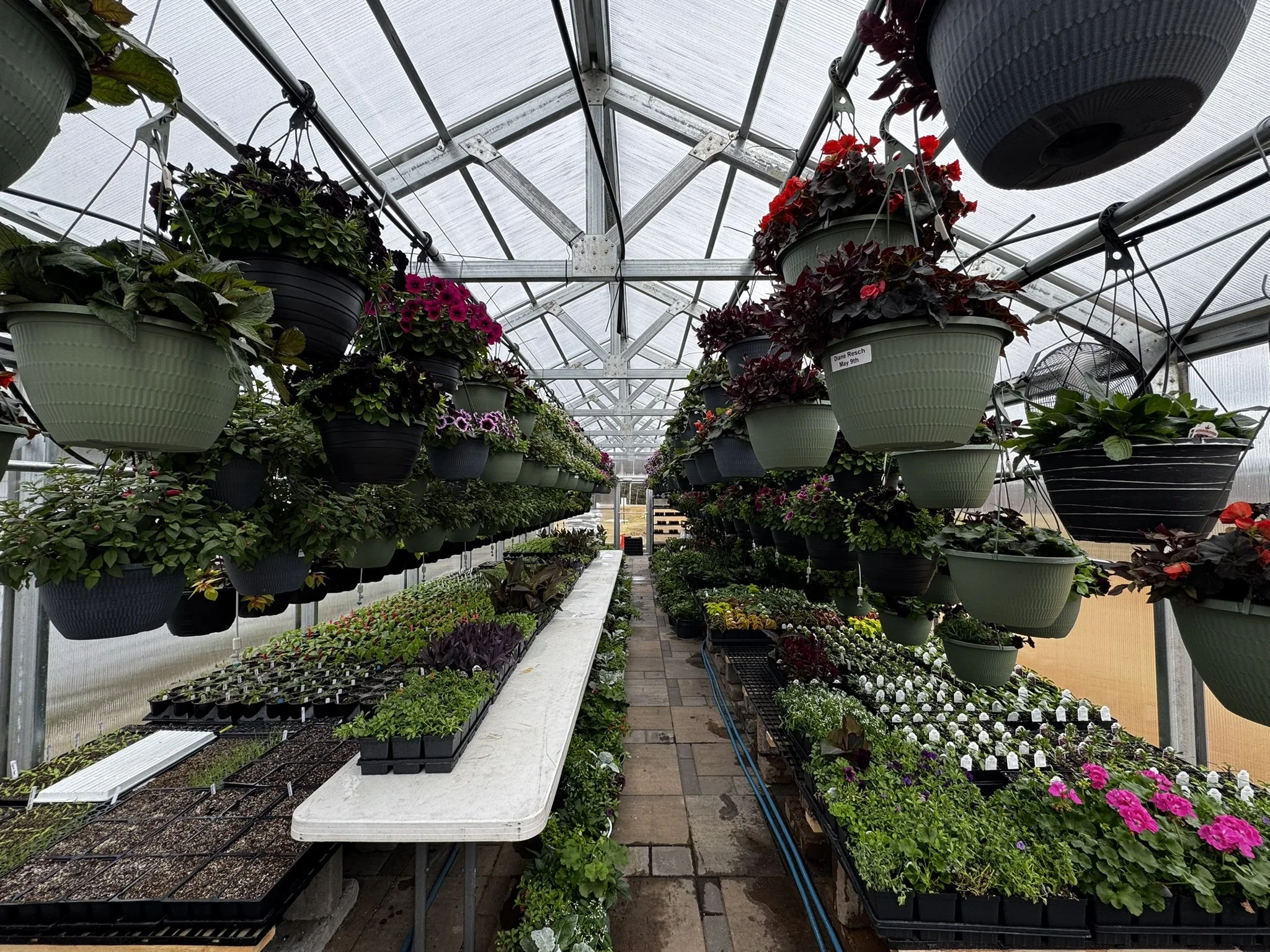 Inside a greenhouse with hanging flower pots and rows of potted plants on tables, including colorful flowering plants.