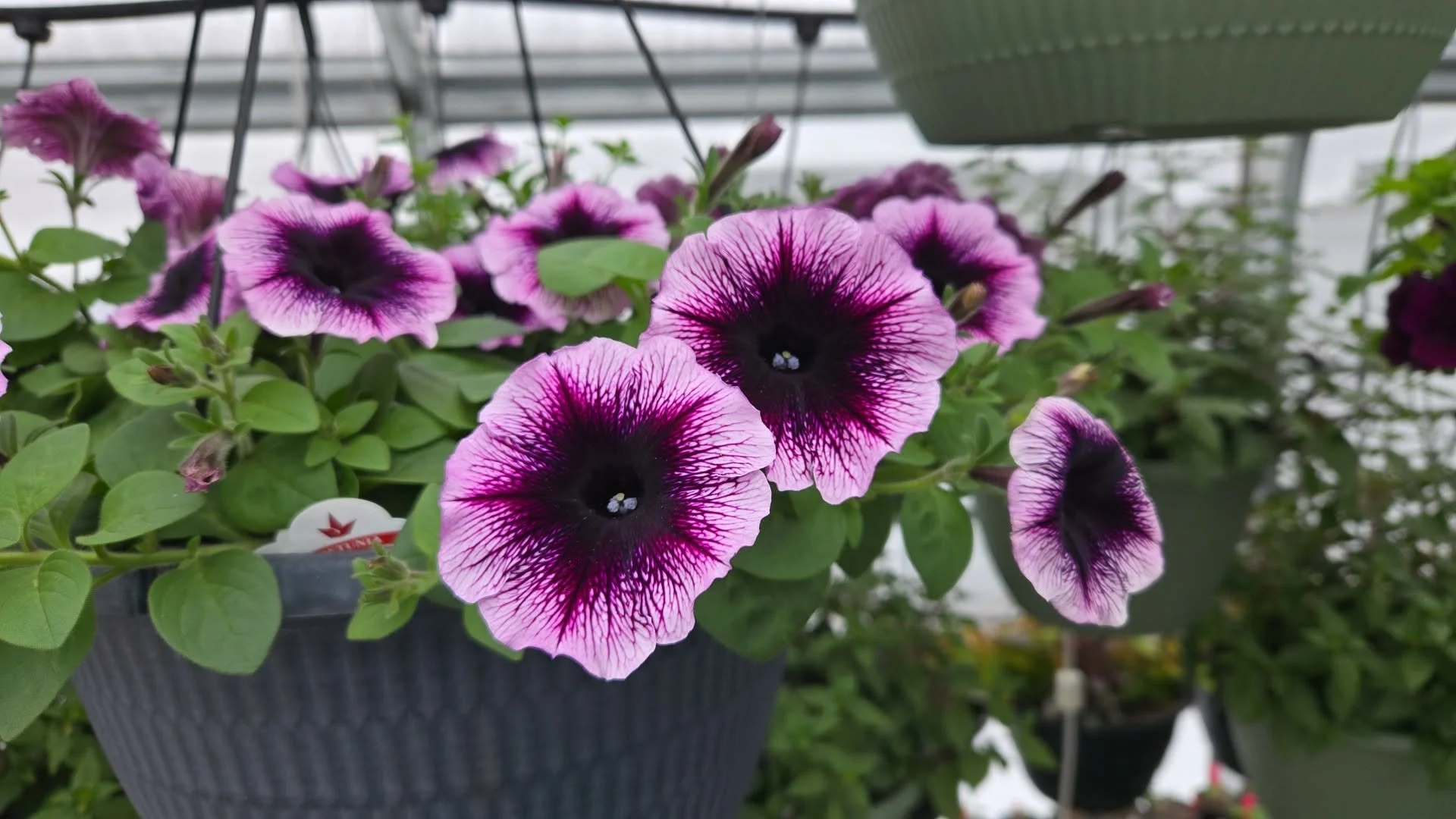 Close-up of blooming pink and purple petunias with dark veining, planted in a black pot inside a greenhouse.