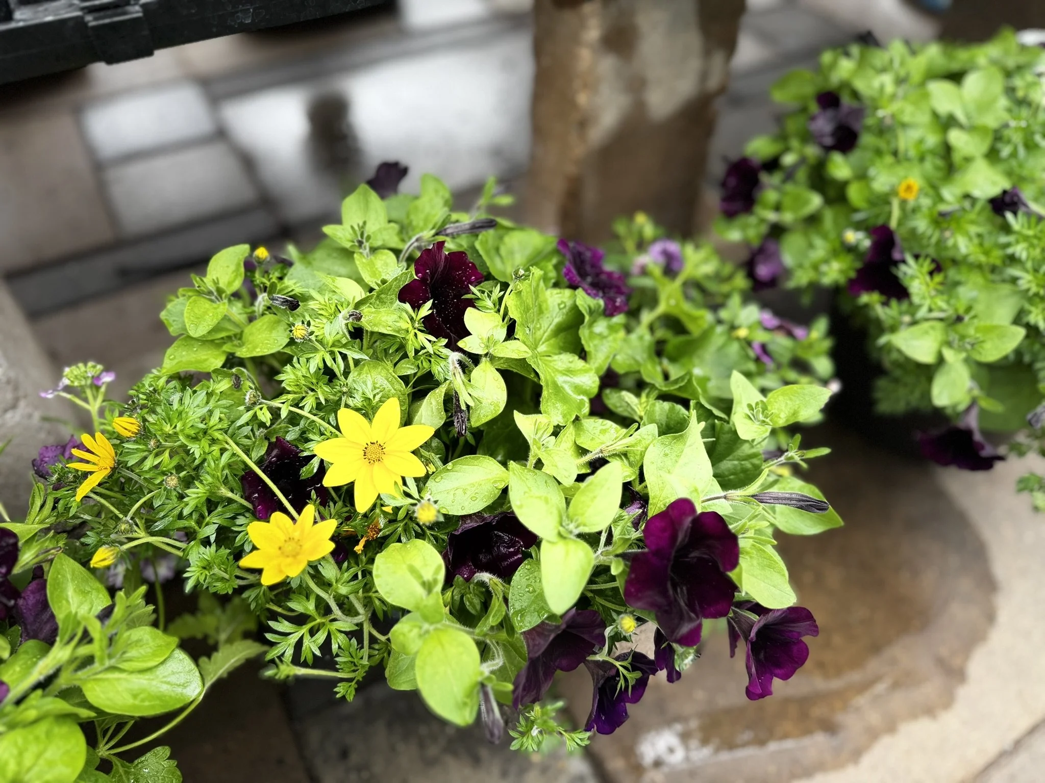 Close-up of vibrant yellow, purple, and green flowering plants in a potted container on a rainy day.