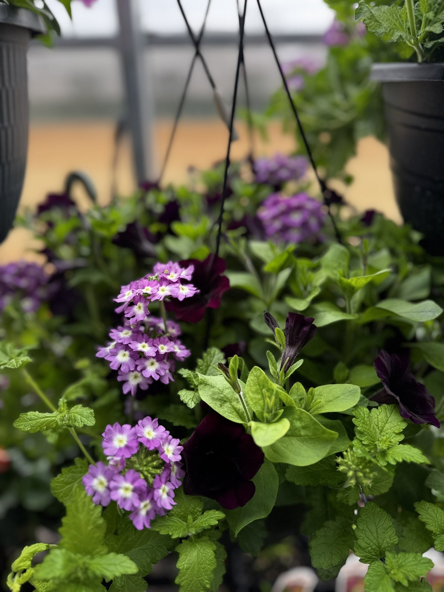Close-up of purple and dark maroon flowering plants in hanging planters, with green leaves, in a garden or greenhouse setting.