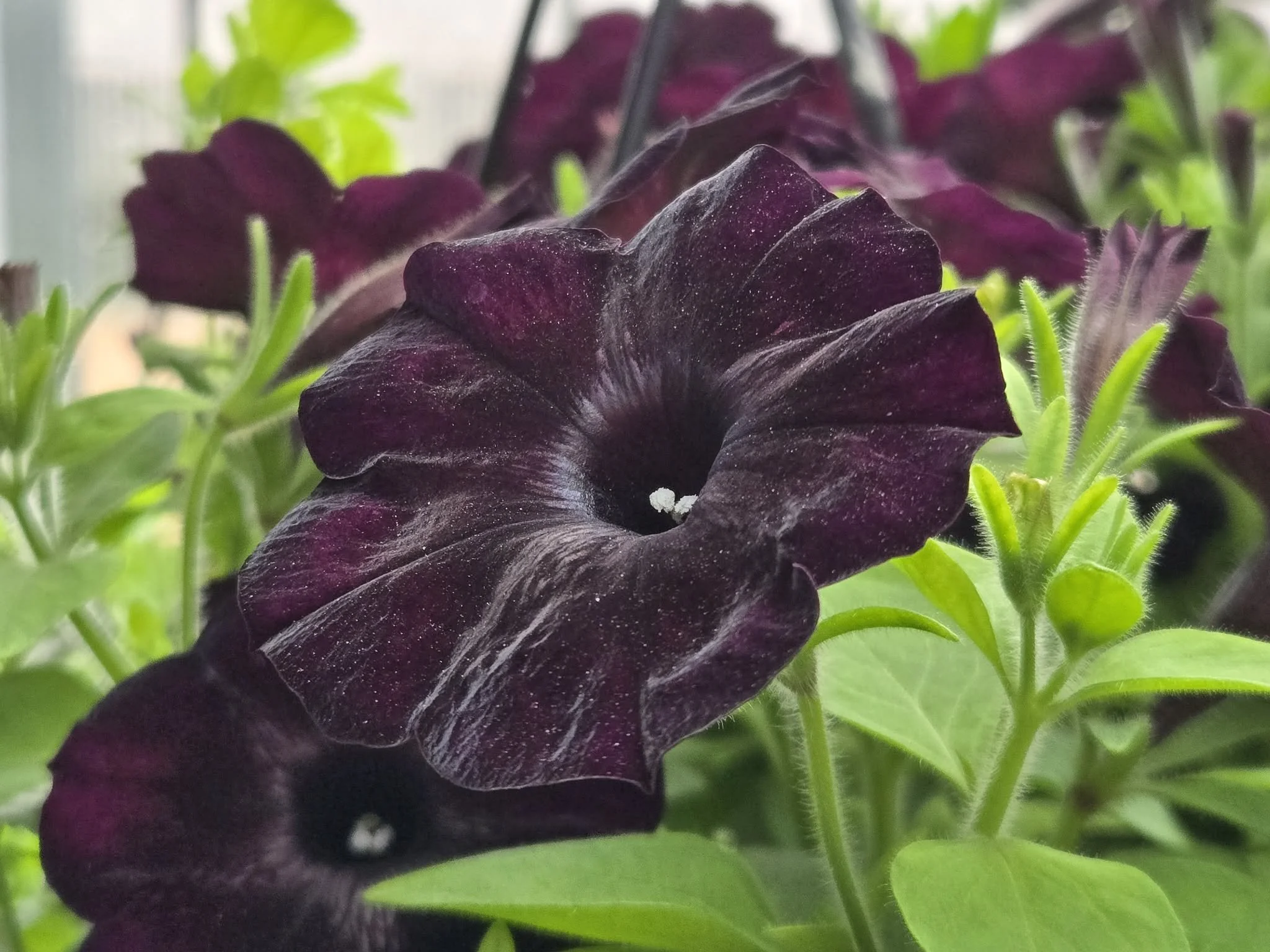 Close-up of dark purple, velvety petunia flowers with green foliage in background.