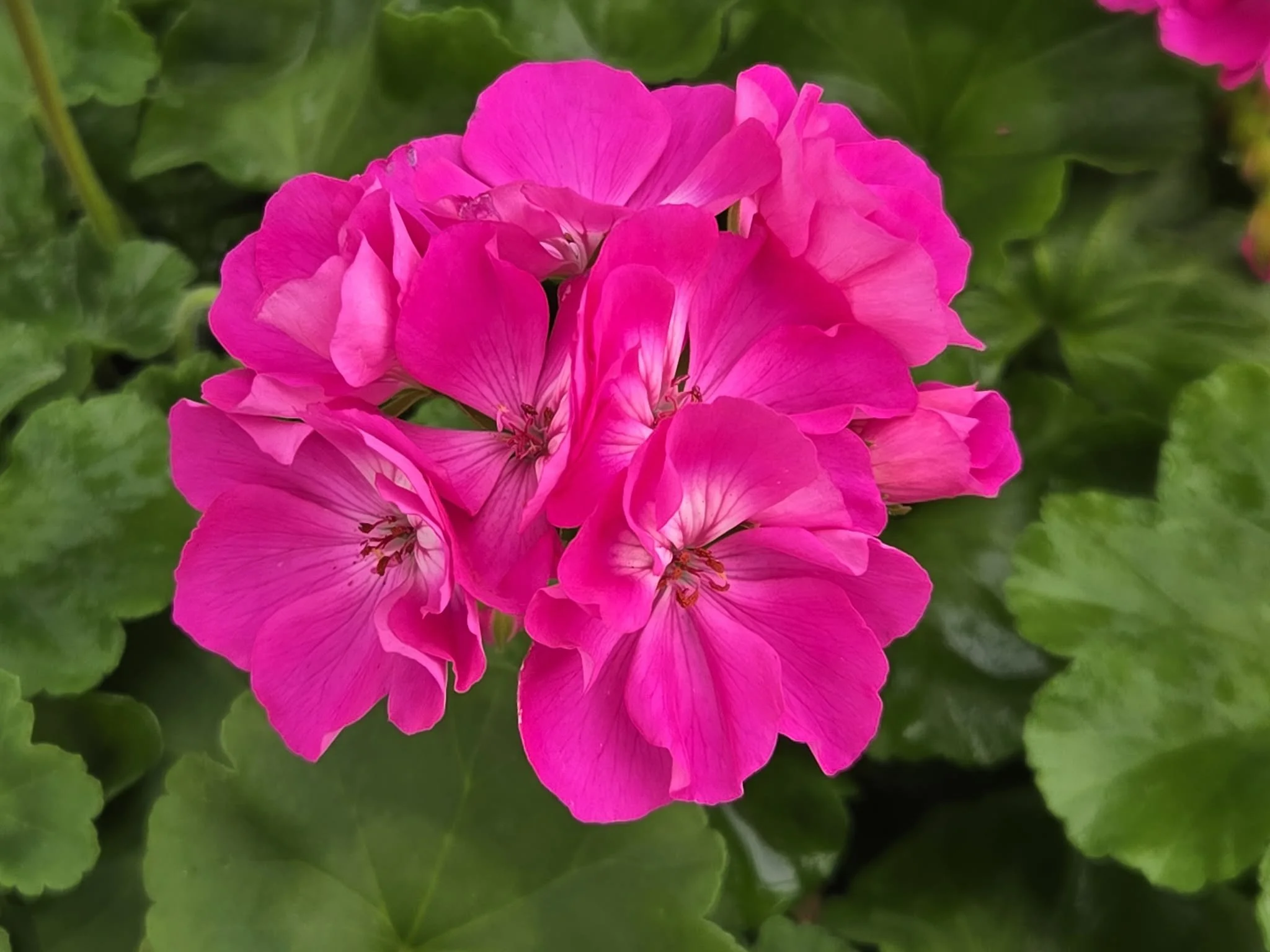 Bright pink flowers surrounded by green leaves.