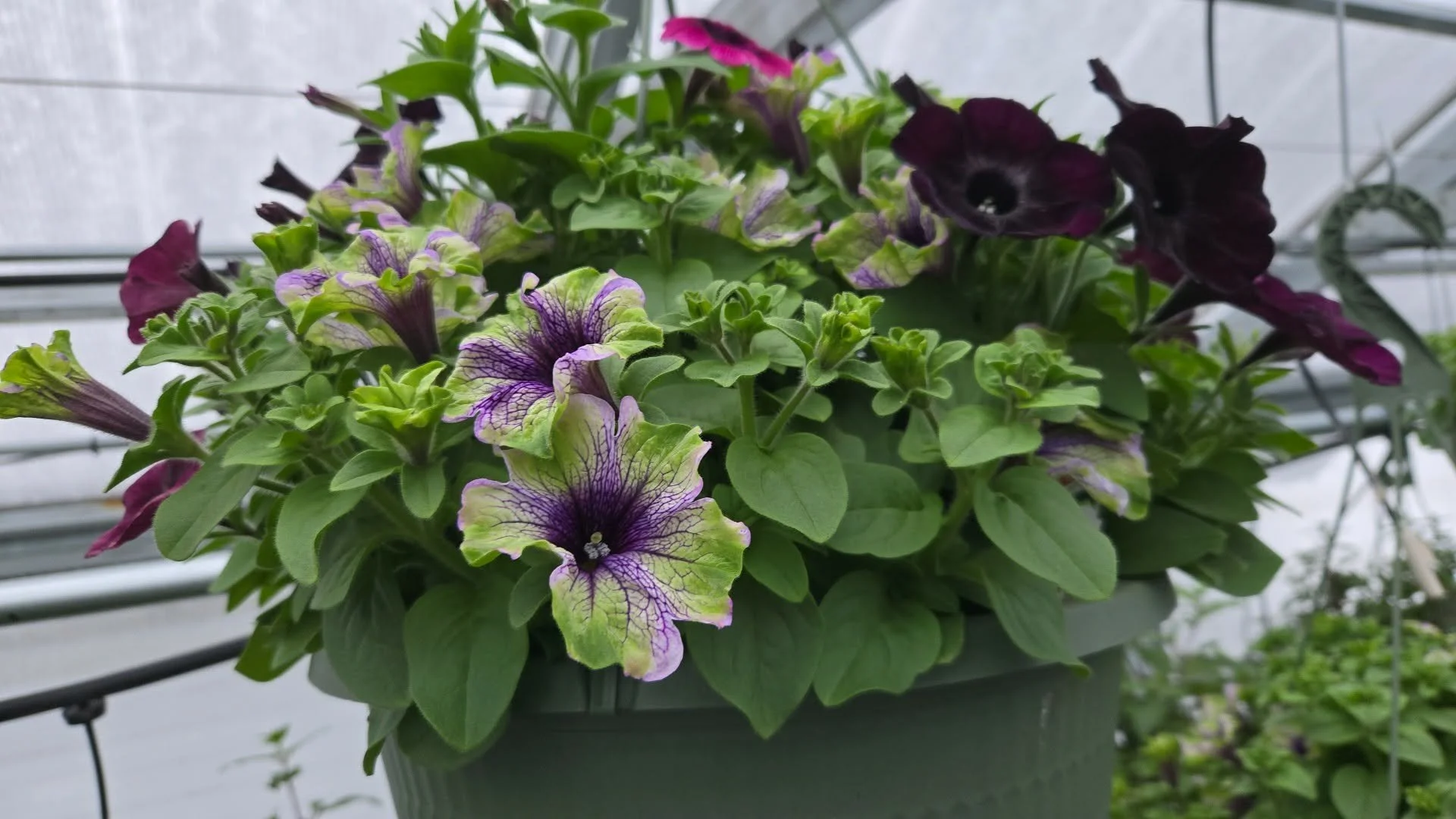 A pot of blooming petunias inside a greenhouse, with purple and light-colored flowers and green leaves.