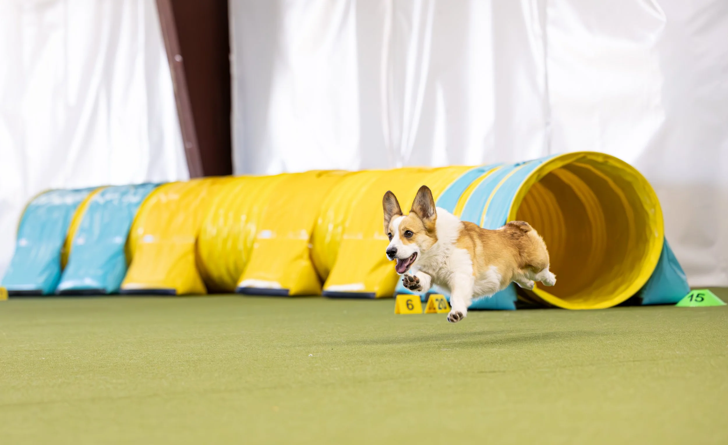 Course Setting and Equipment Information for Agility Ring Rental