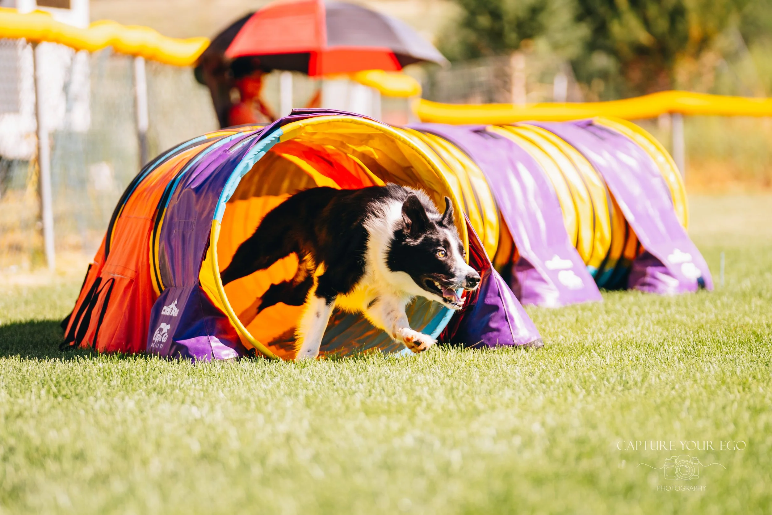 CATC Agility Welcome Letter
