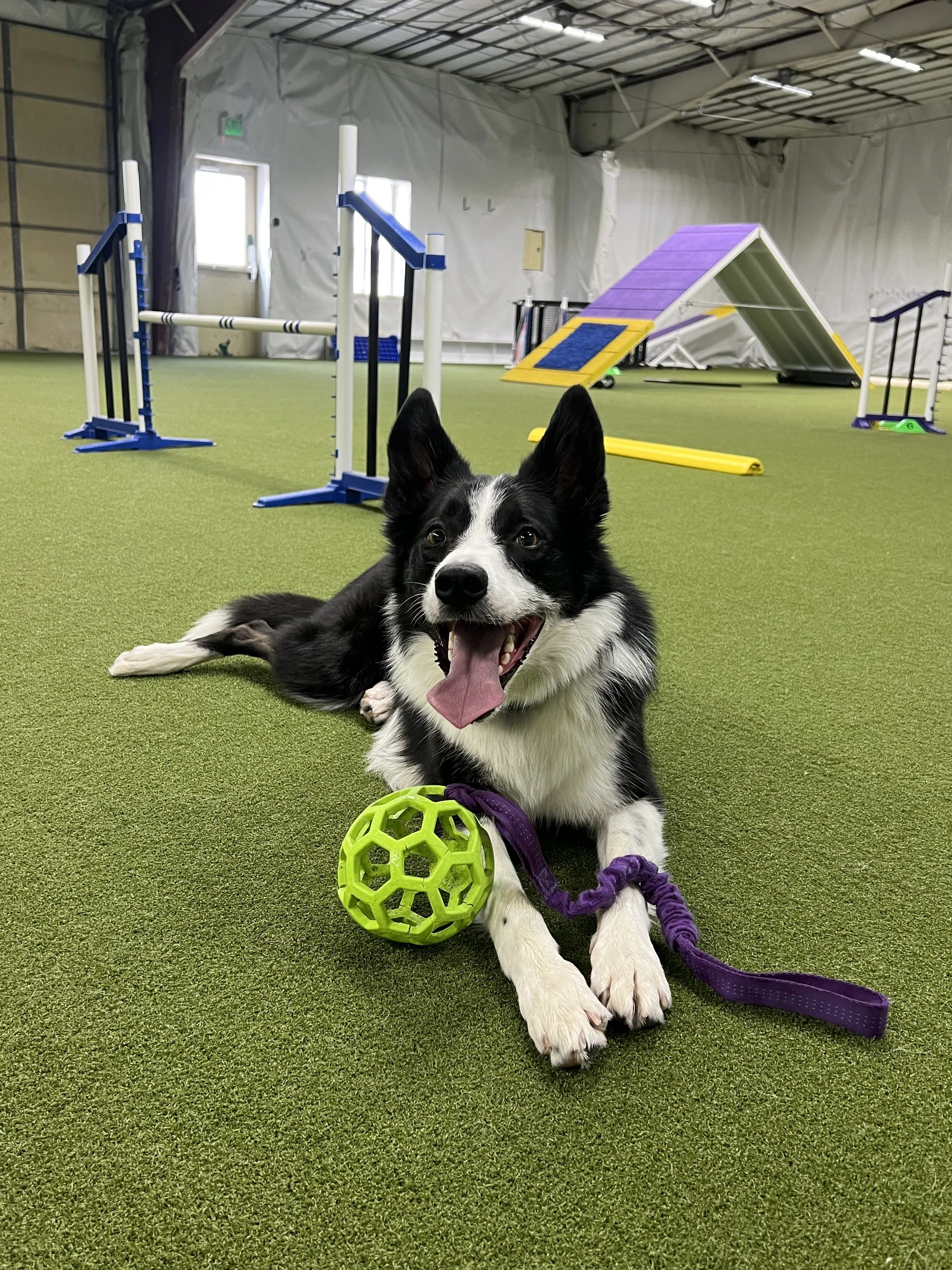 How to set your dog up for success when training agility