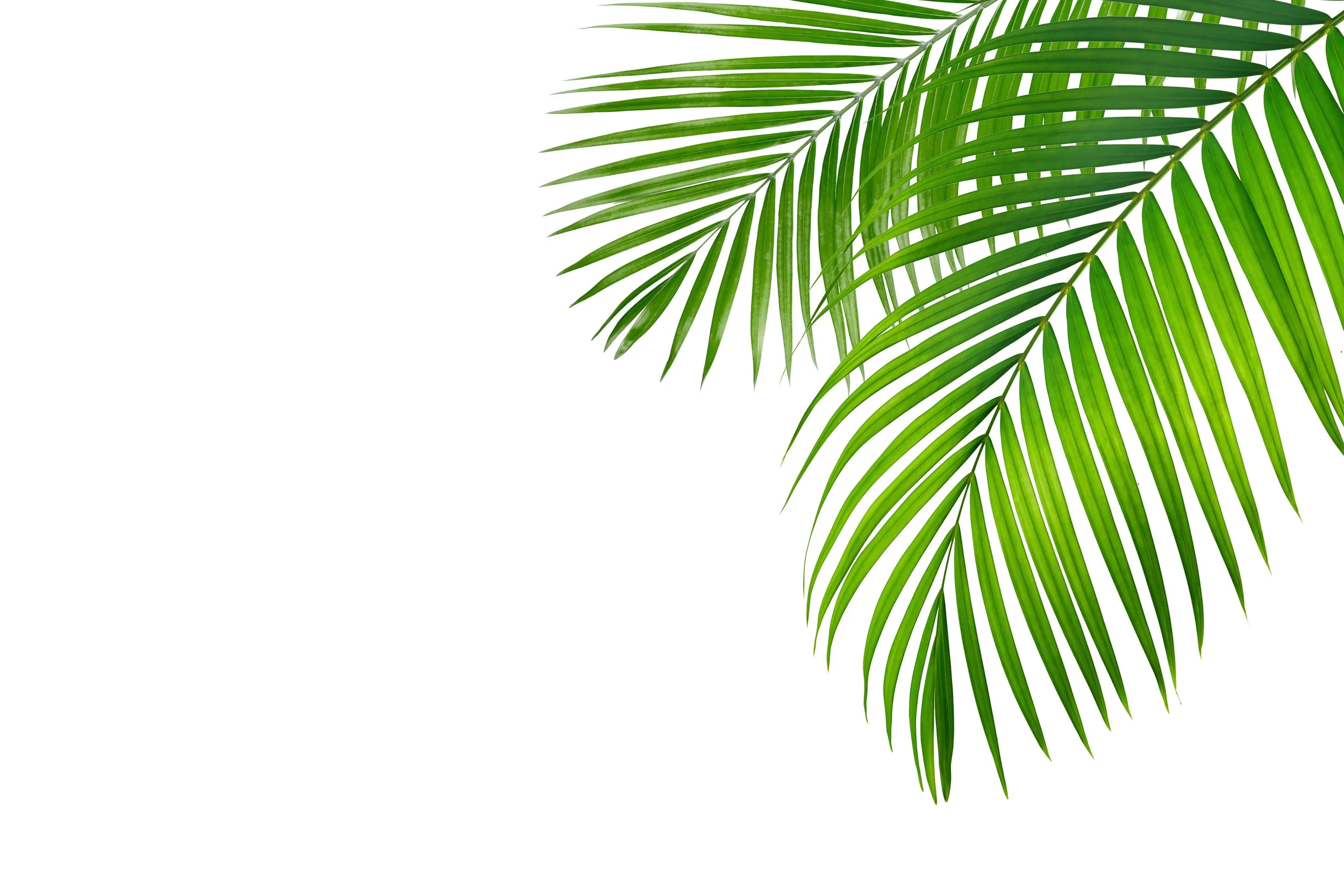 Palm Sunday