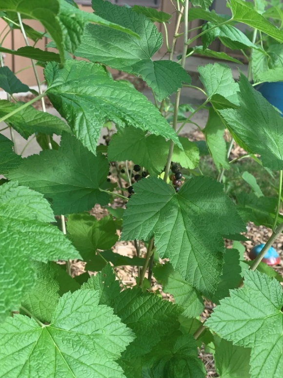 Food Forest Story