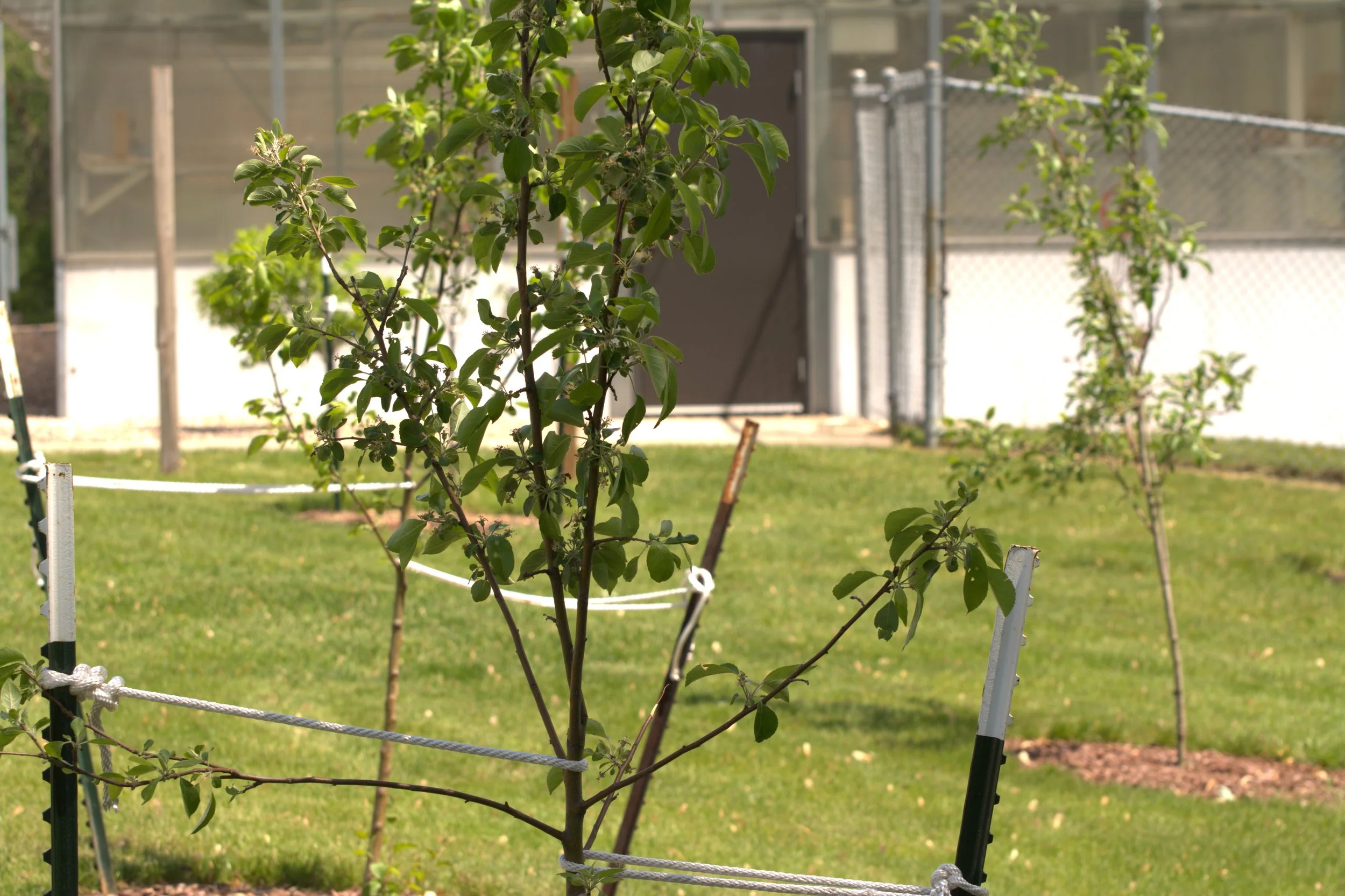 Community Orchards — New Leaf Foods