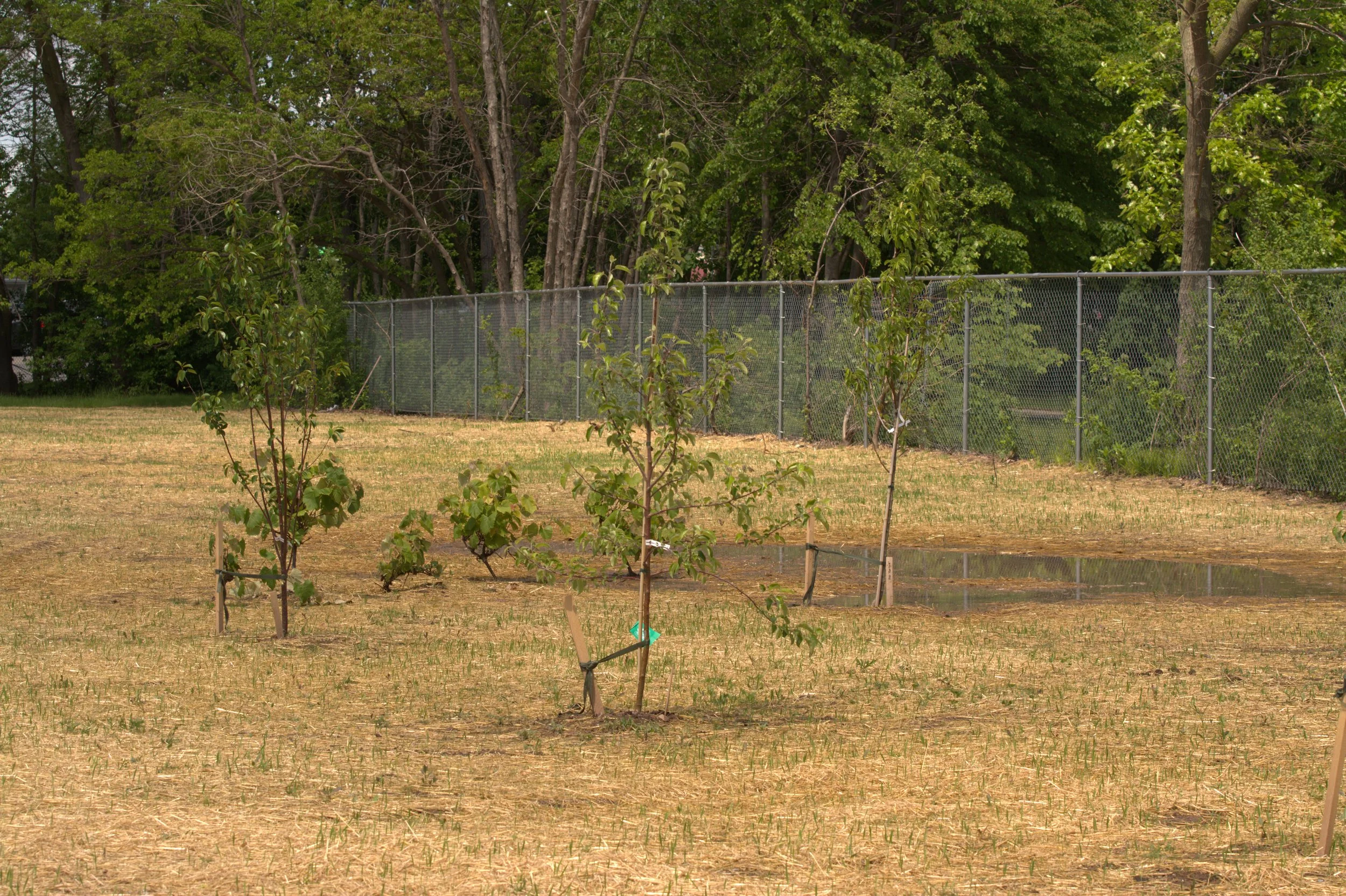 Community Orchards — New Leaf Foods