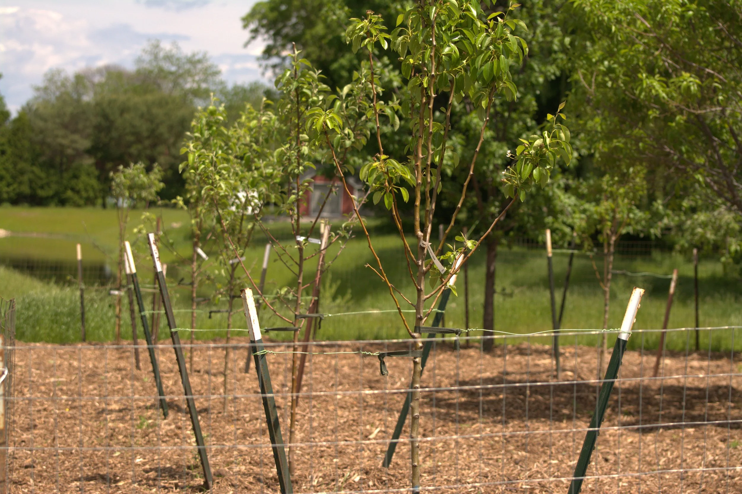 Community Orchards — New Leaf Foods