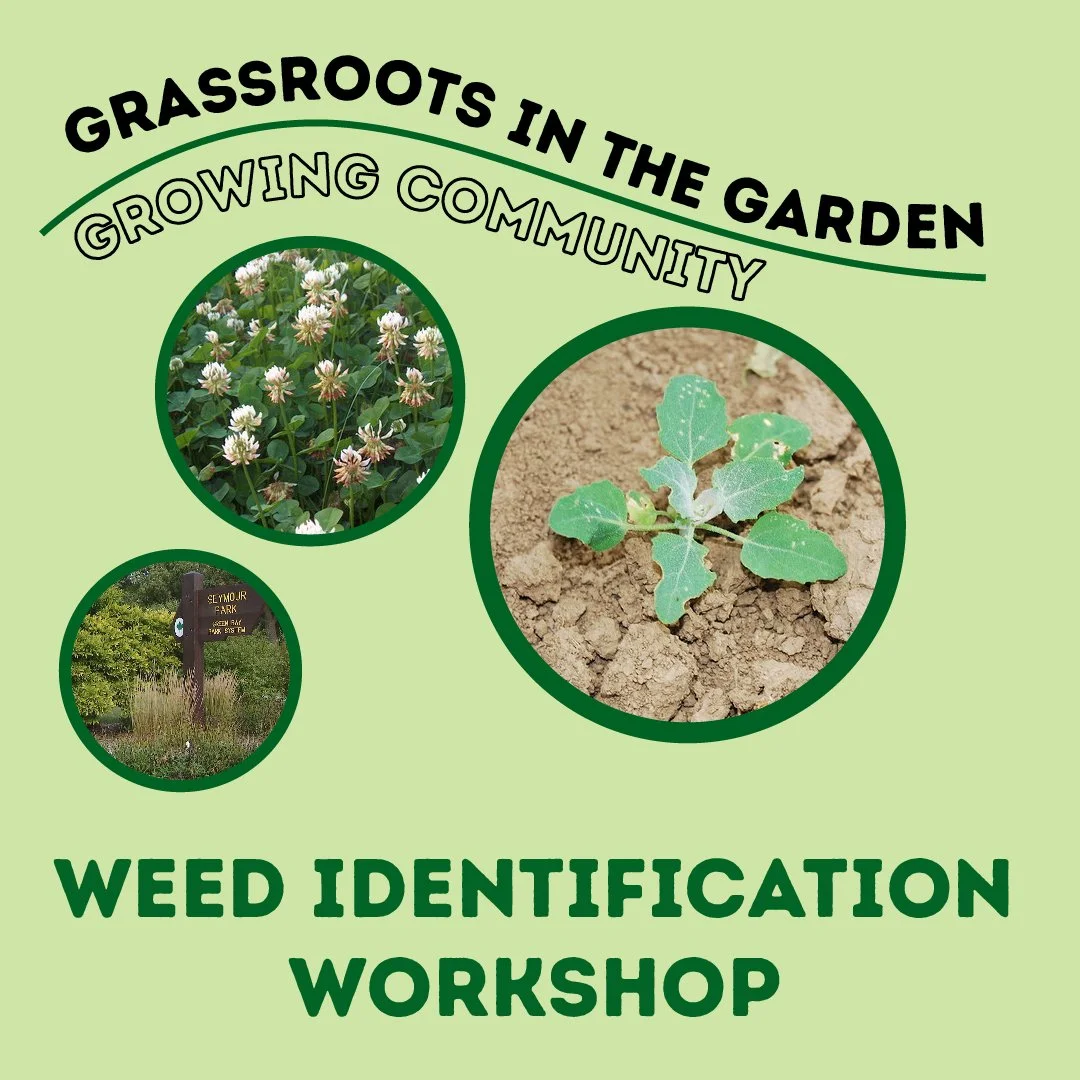 Grassroots in the Garden: Weed Identification 