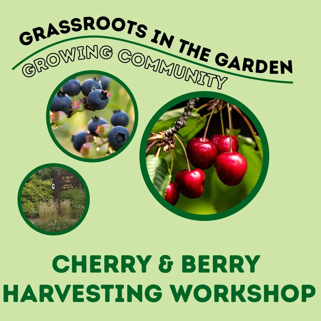 Grassroots in the Garden: Berry & Cherry Harvesting