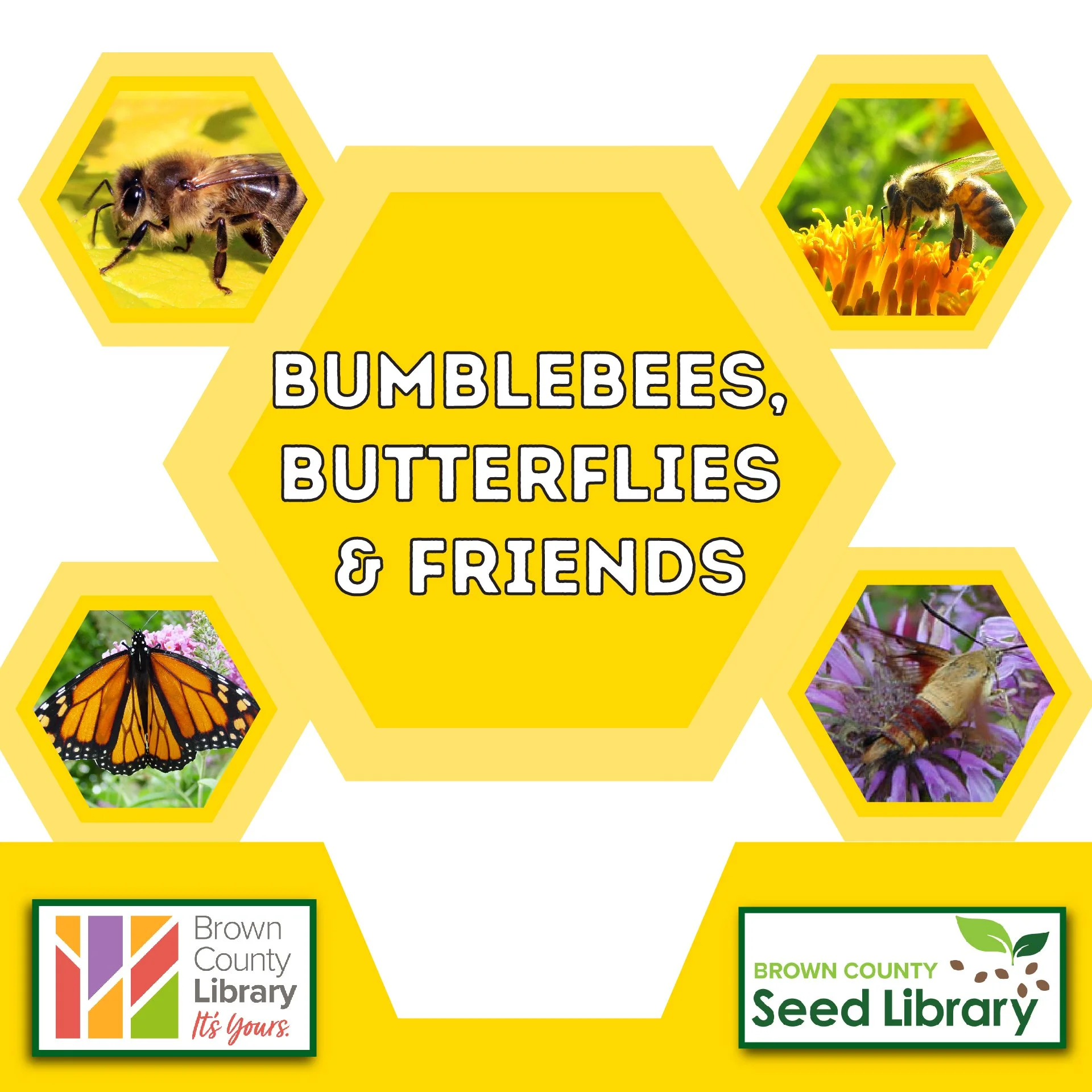 Bumblebees, Butterflies & Friends