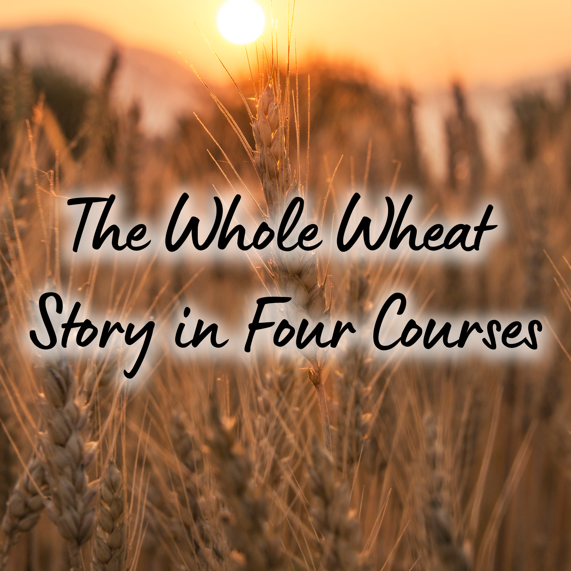 The Whole Wheat Story in Four Courses 