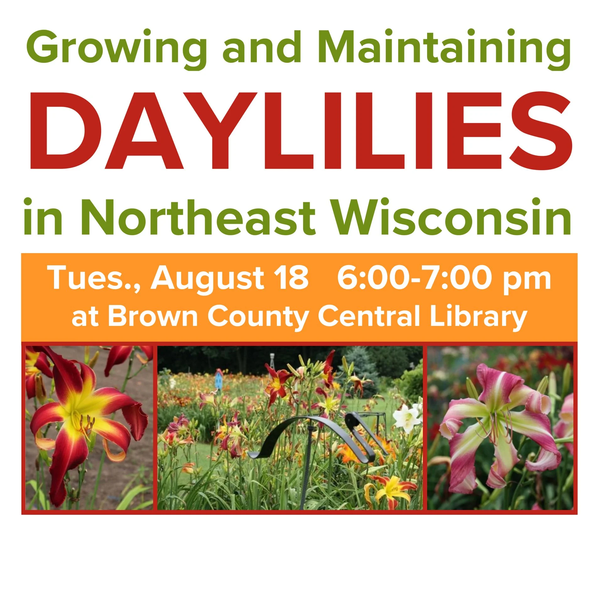 Growing and Maintaining Daylilies