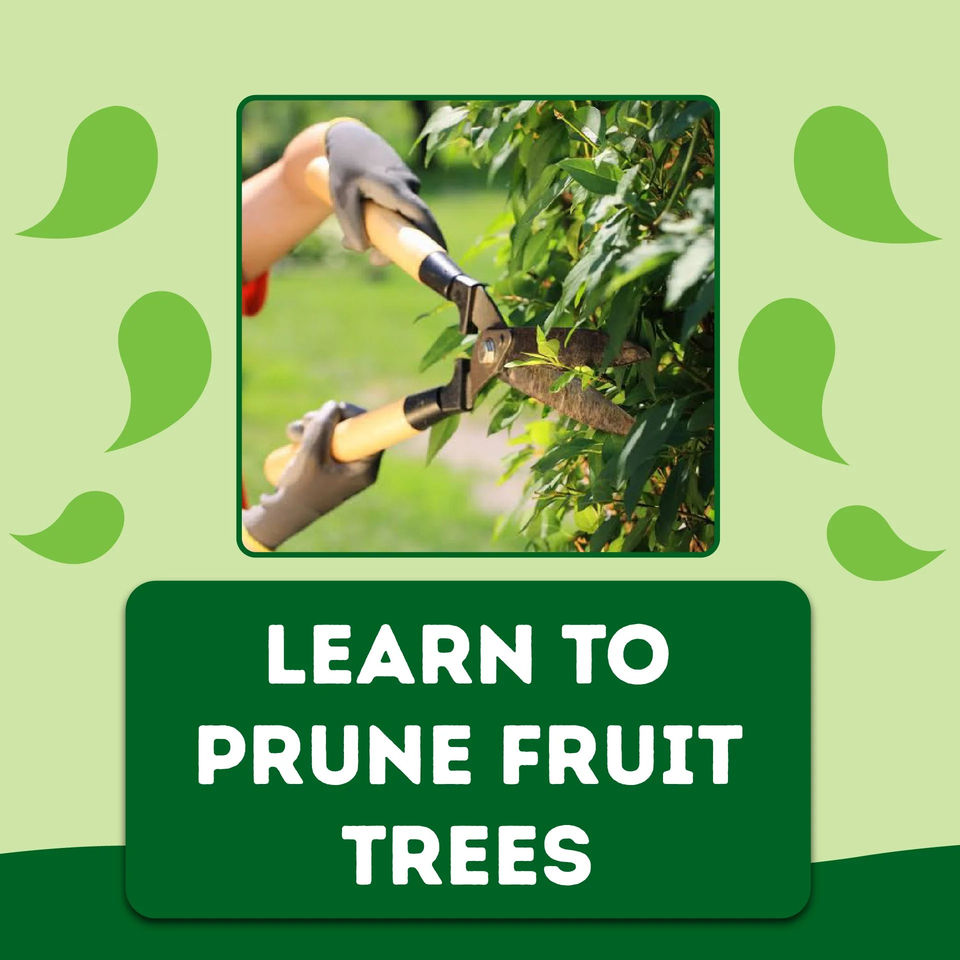 Pruning Workshop