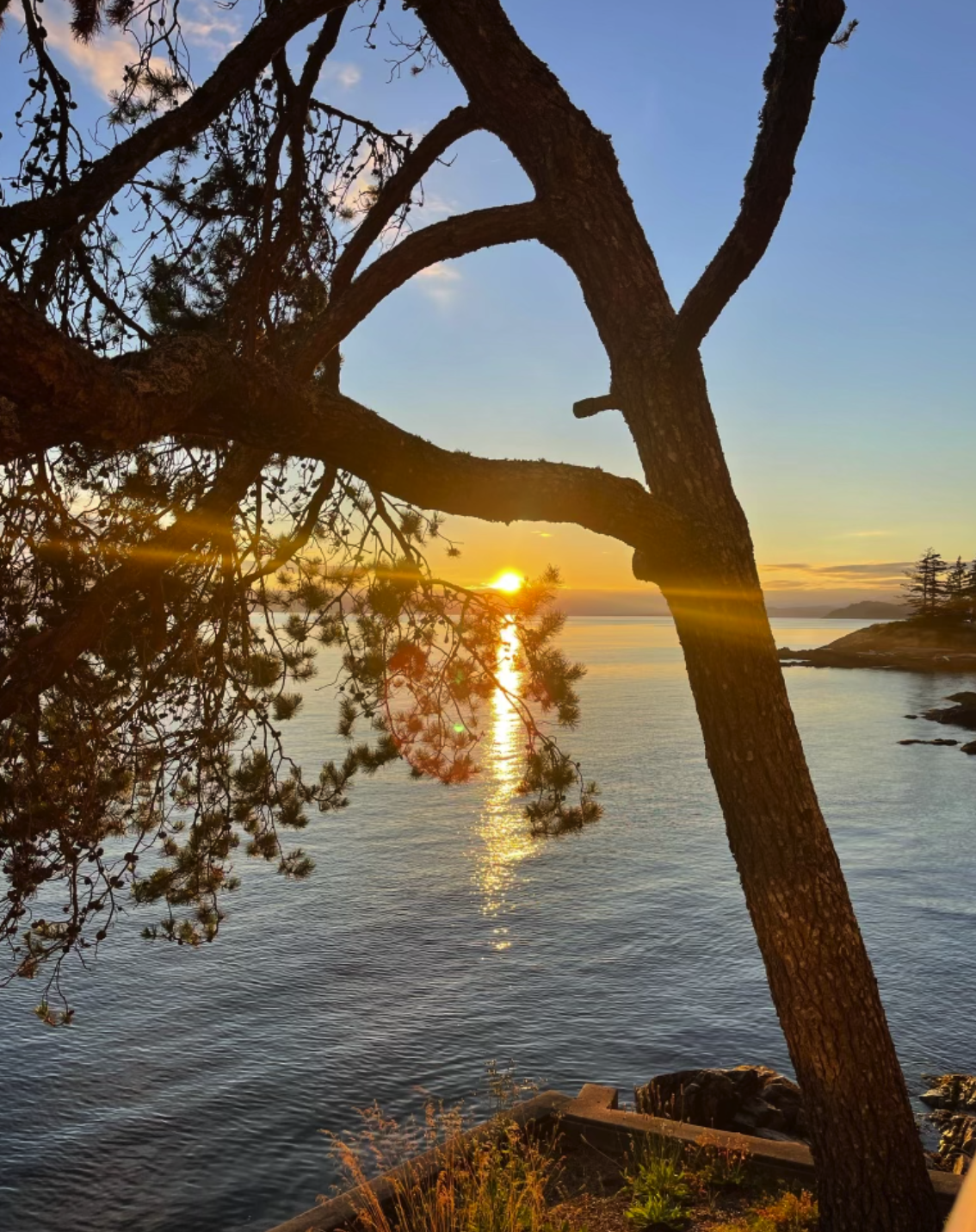 Sunset over a calm body of water framed by a large, curving pine tree in the foreground, with a rocky shoreline and distant trees on the horizon.