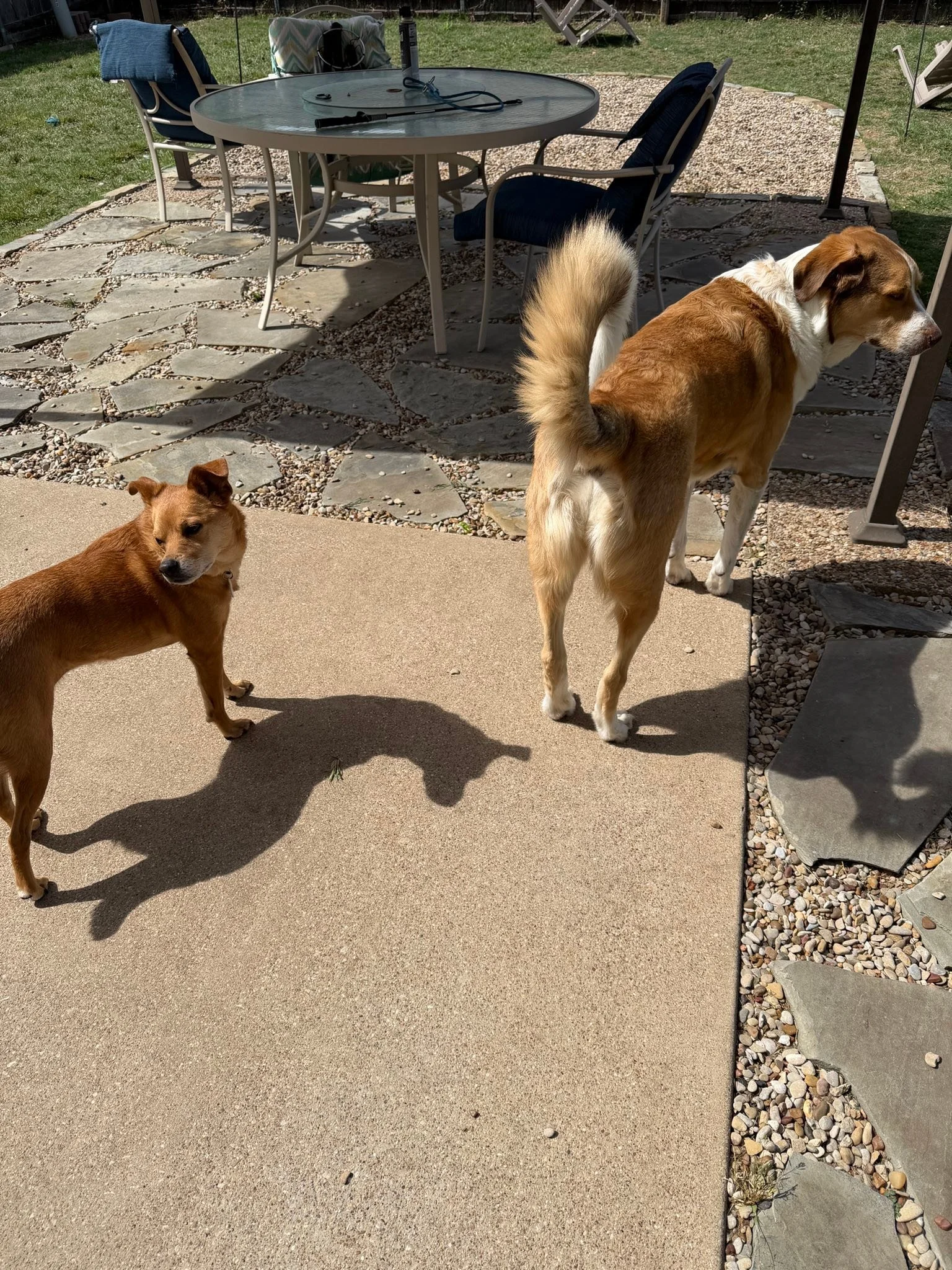 Since my kids are with their in-laws for Easter, this is the only egg hunt going on at my house 🐣