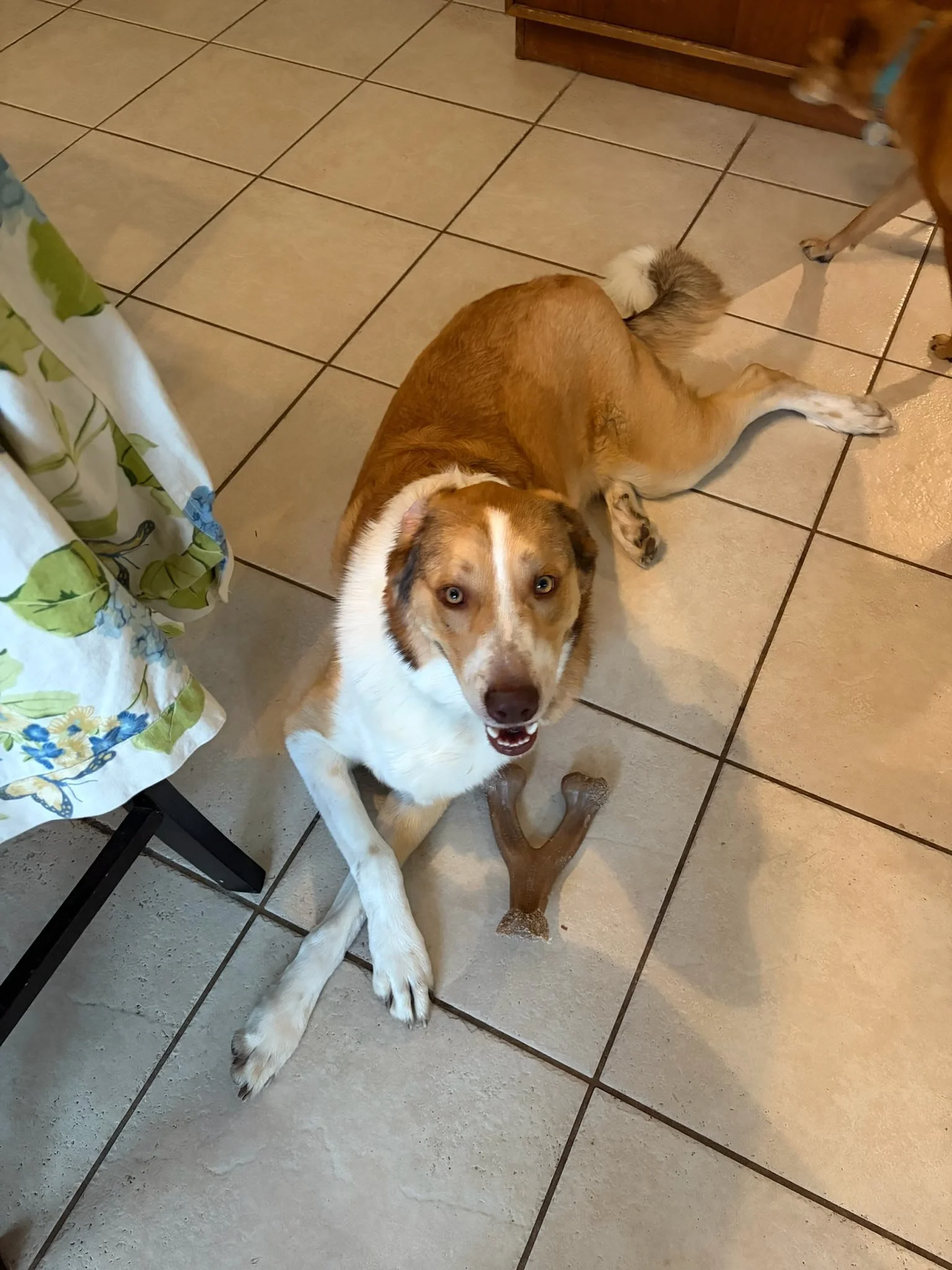 Oakley is 2 today! Yes, it&rsquo;s feels and looks like he is much older.