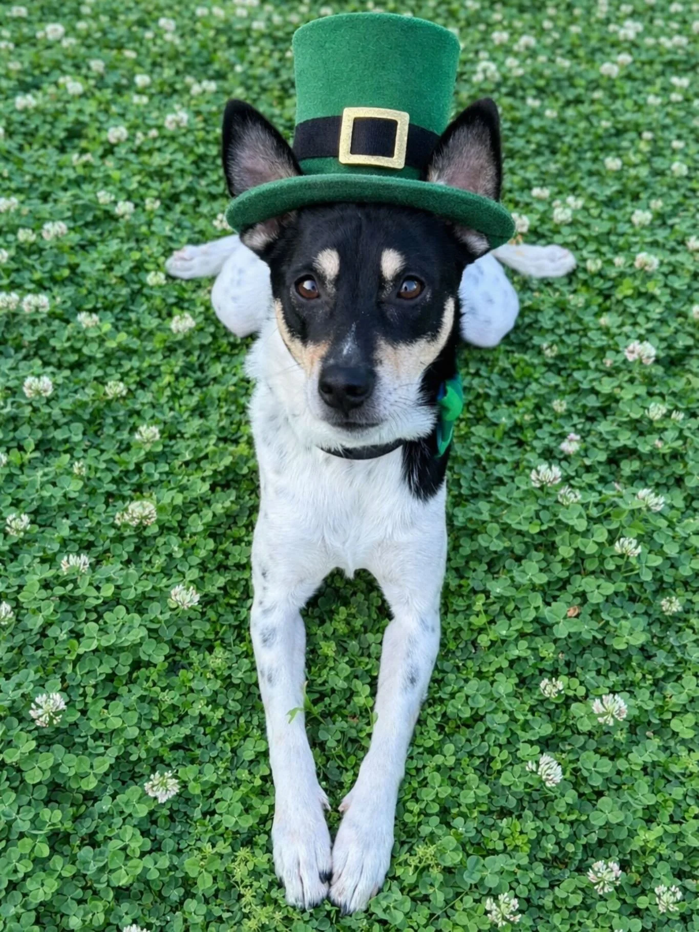 Top o&rsquo; the mornin&rsquo;, North South crew! ☘️
We&rsquo;re rolling into Day 3 of our St. Patrick&rsquo;s Day Stretch, and believe us&hellip; we still have a few tricks tucked up our sleeves. 

🍀 Green beer 
💚 Lucky Mimosas 
🇹🇭 Toy&rsquo;s T