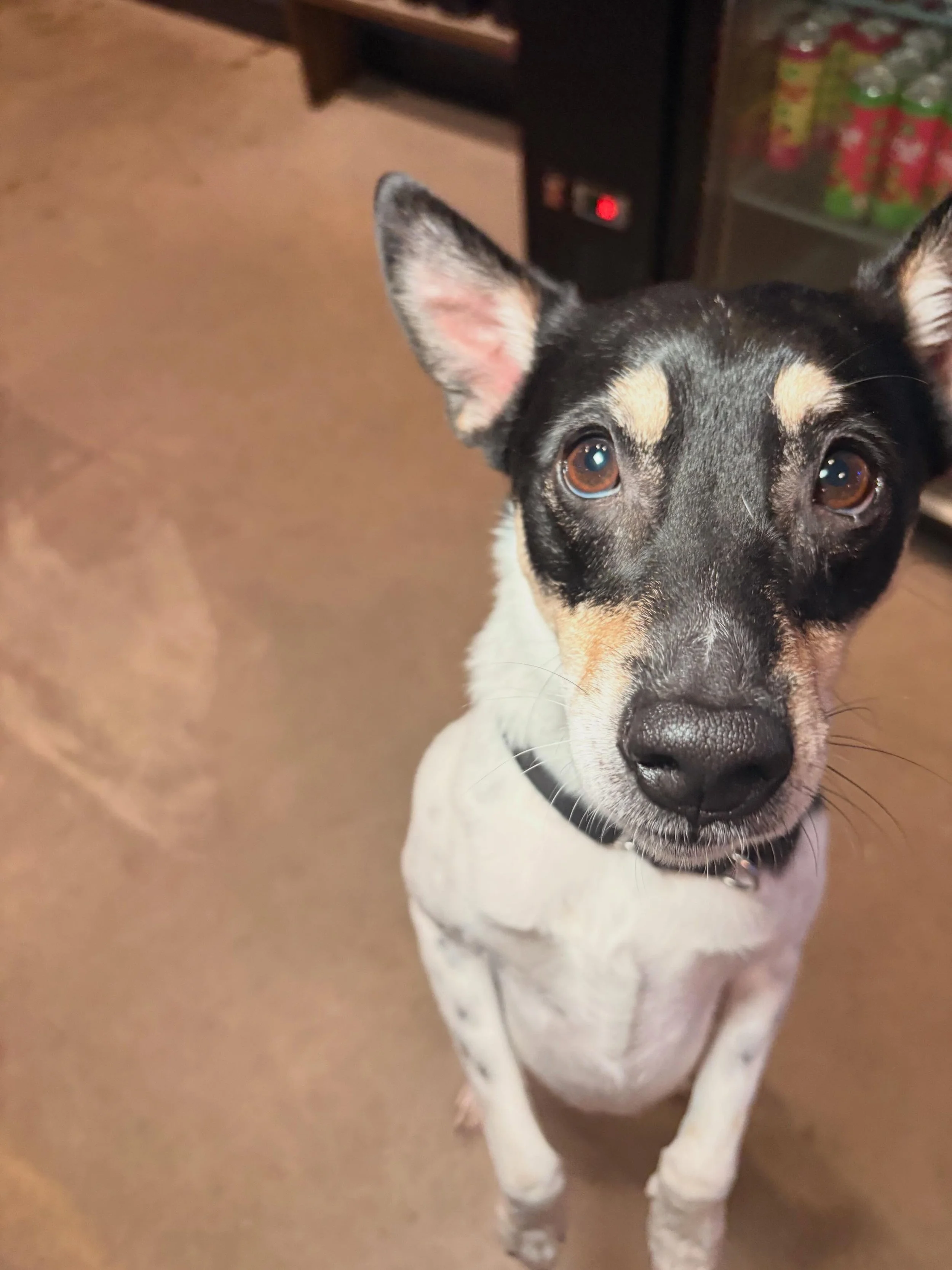 Jack Jack&rsquo;s face if you don&rsquo;t attend his Night of a Thousand Jacks party this Saturday. 🥺🐾

This Saturday, we party for the paws!

It&rsquo;s our favorite four-legged bartender Jack Jack&rsquo;s birthday week, and all he wanted was a pa