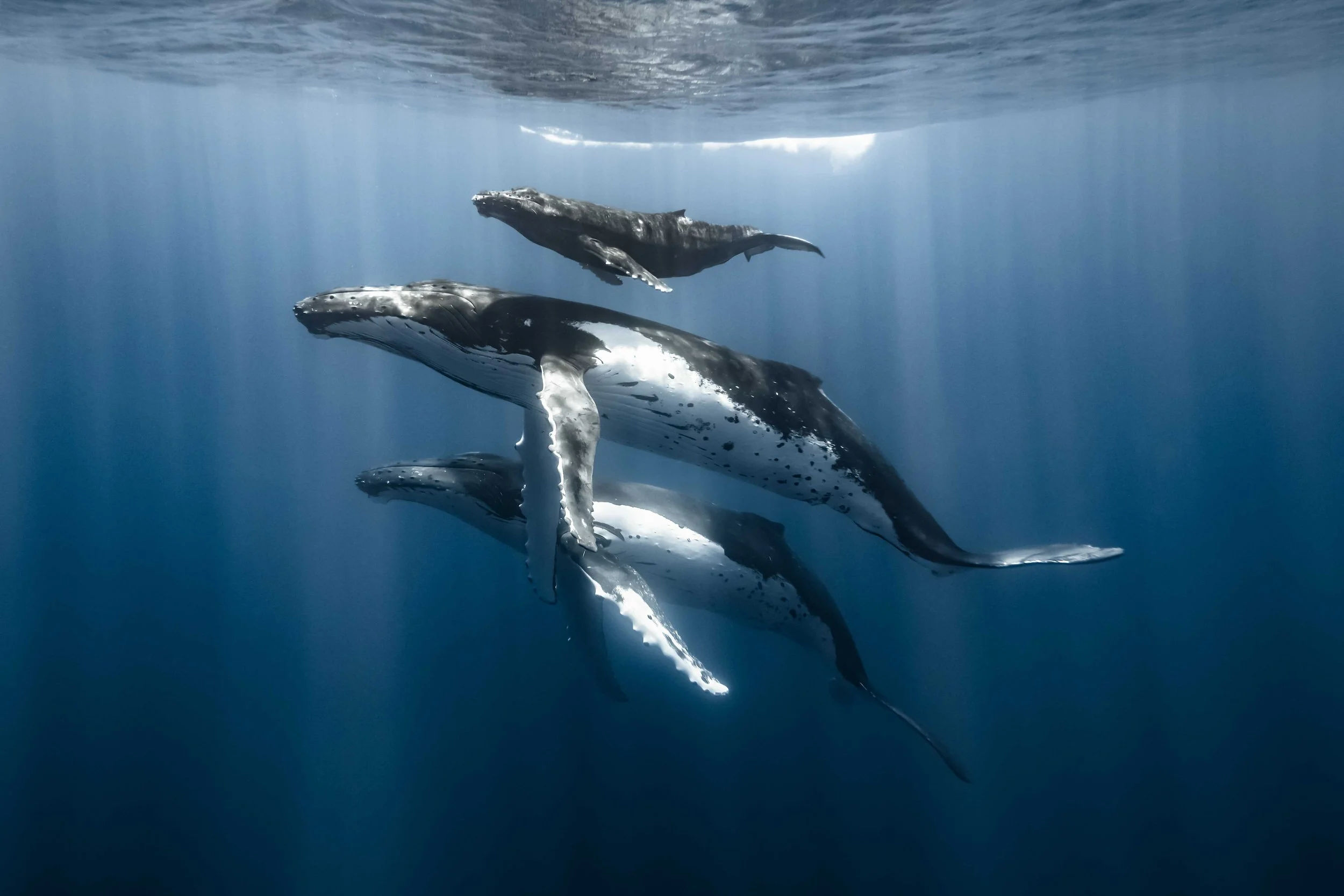 Humpback 