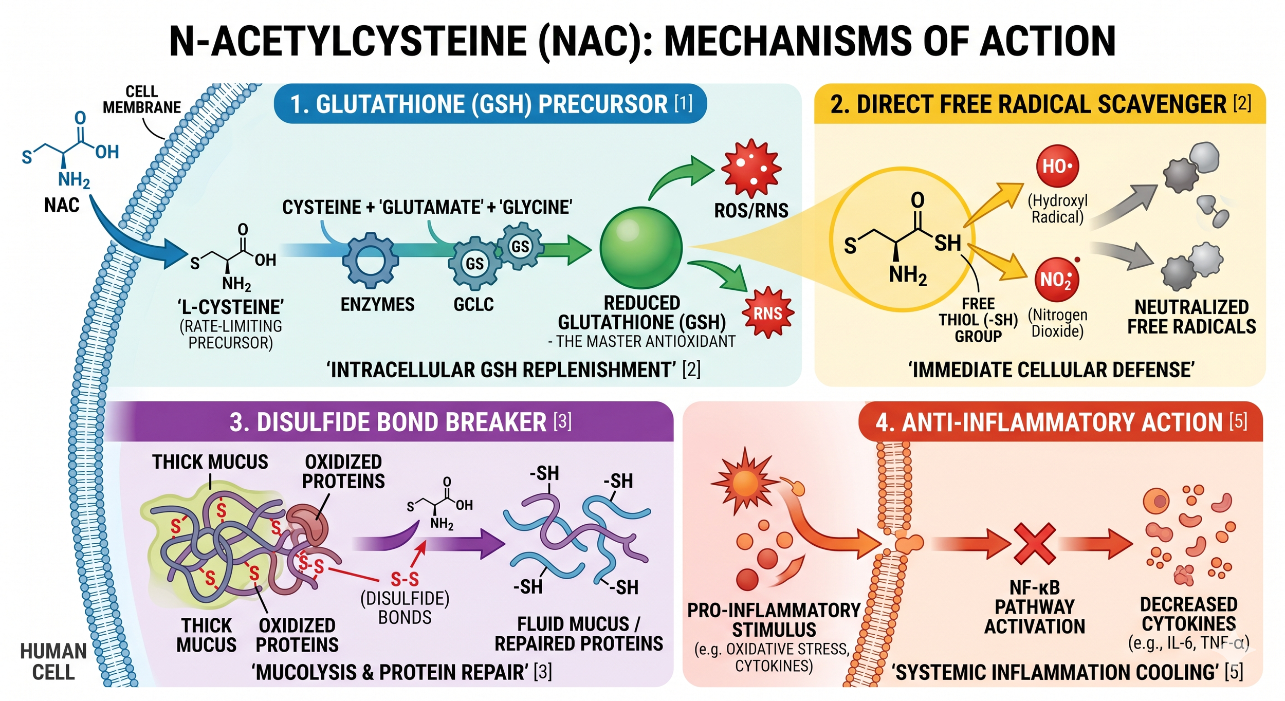 Reversing the Rust: How N-Acetylcysteine (NAC) Repairs and Protects Your Cells