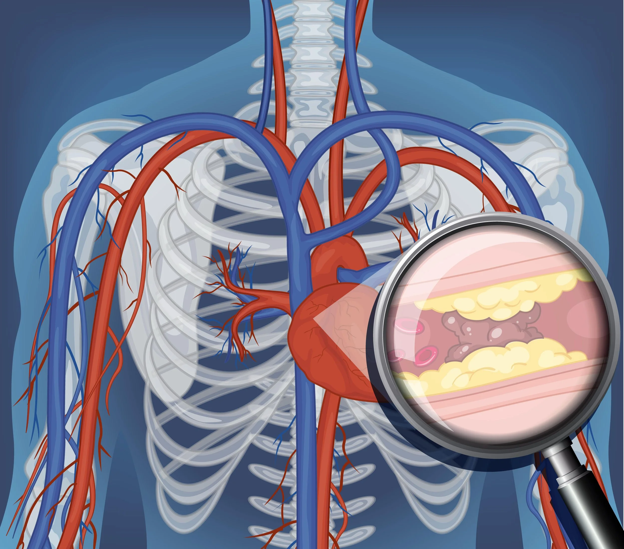 + BP and Vascular Health -