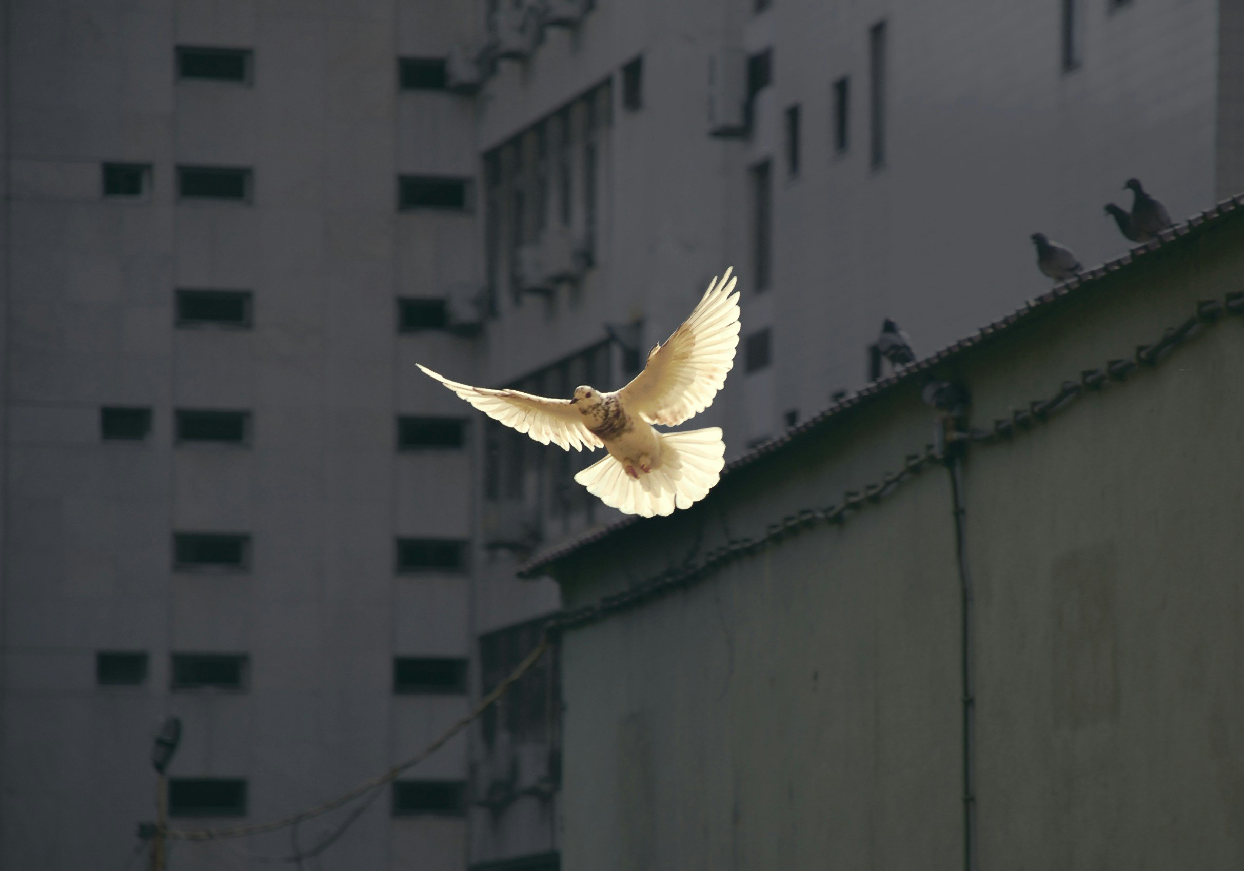 How does trauma-competent practice relate to peace building?