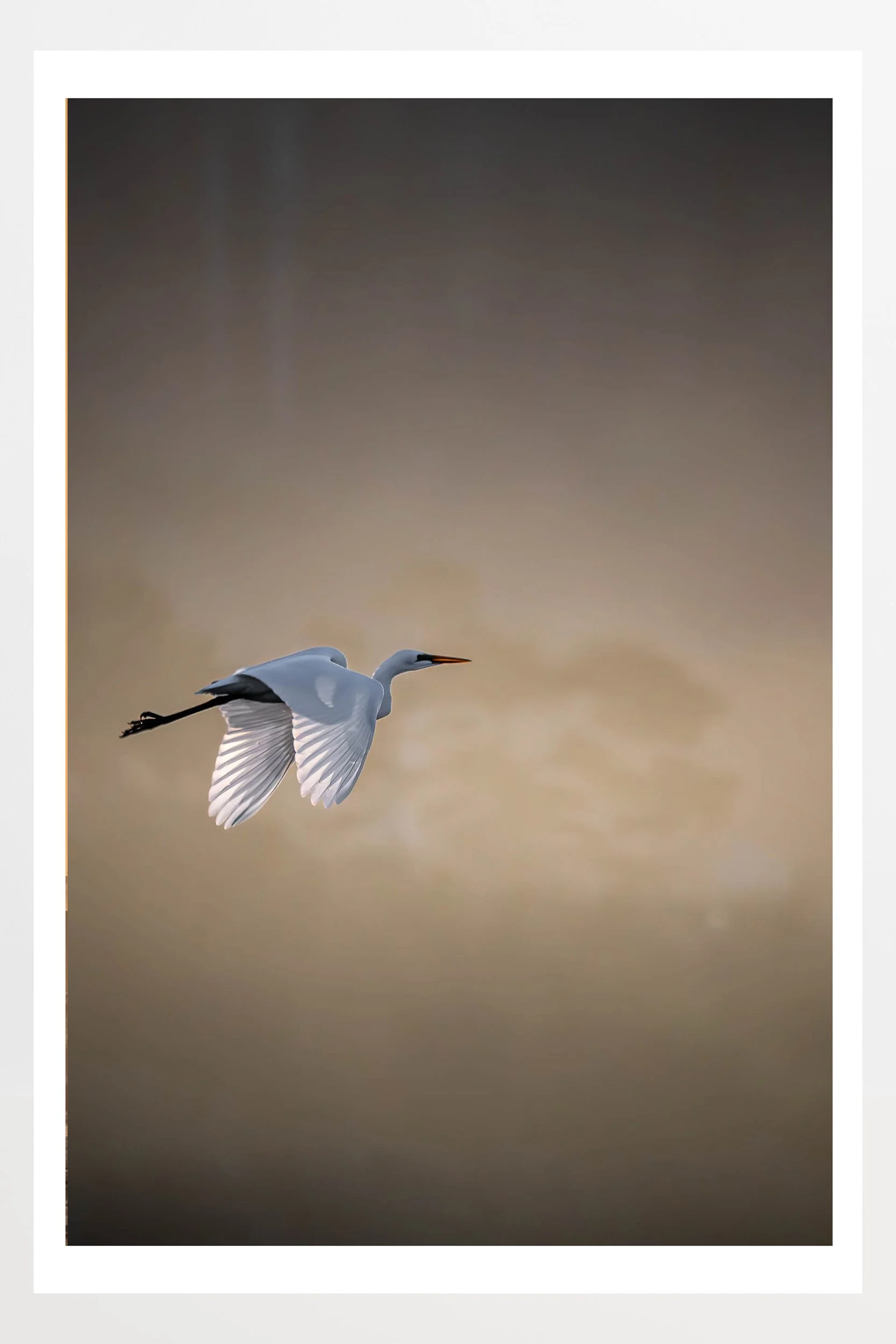 Great Egret Sunset Bordered.jpg