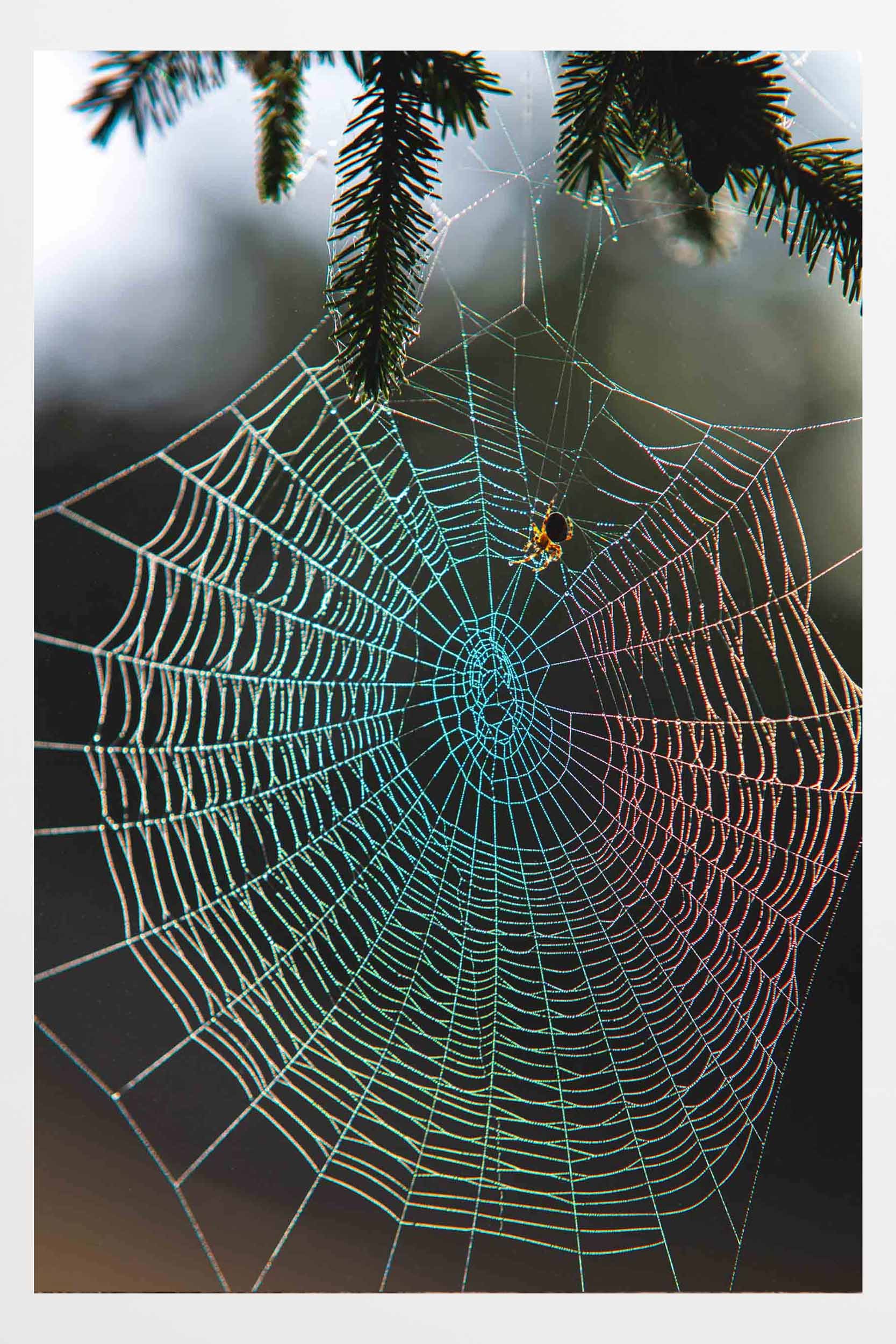 Rainbow Web Borderless.jpg