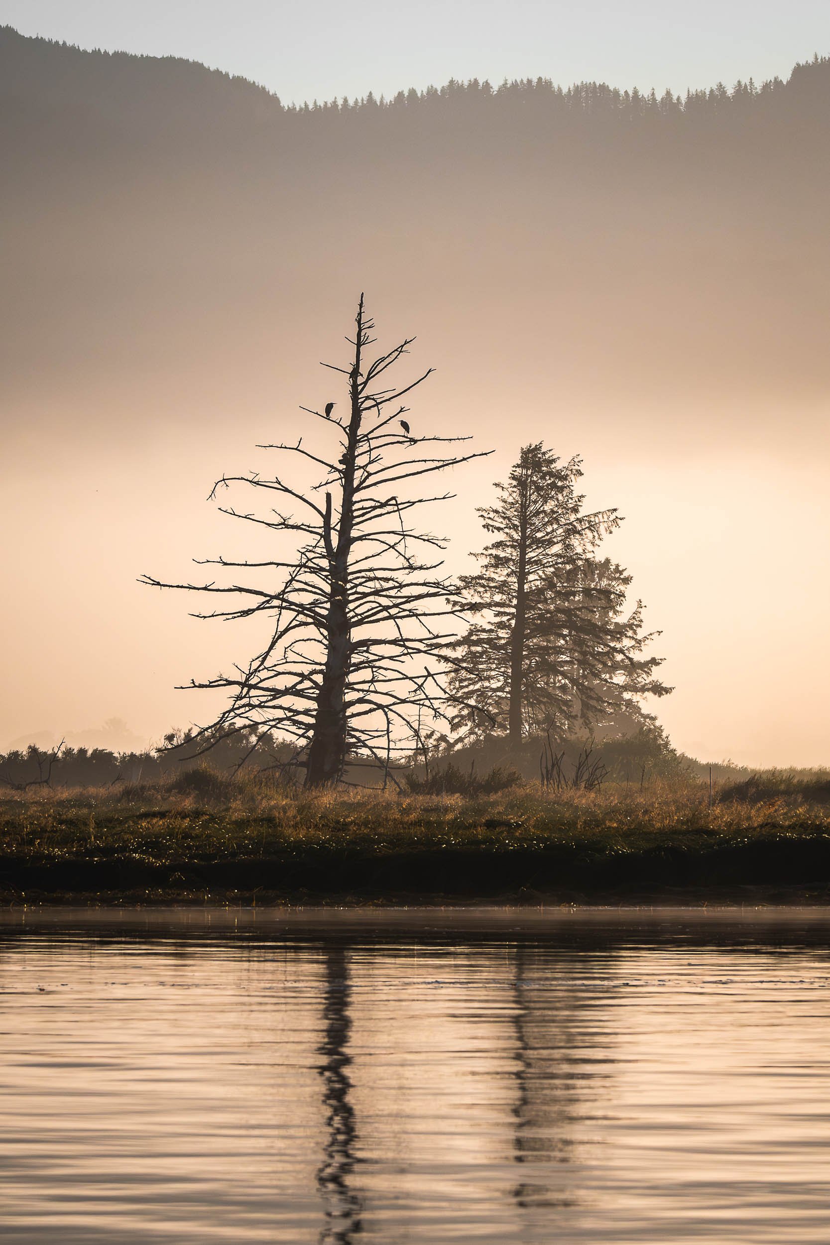 7-16-25_River Trees Overlook_Tmook Cape Meares Loop-2984-Edit.jpg