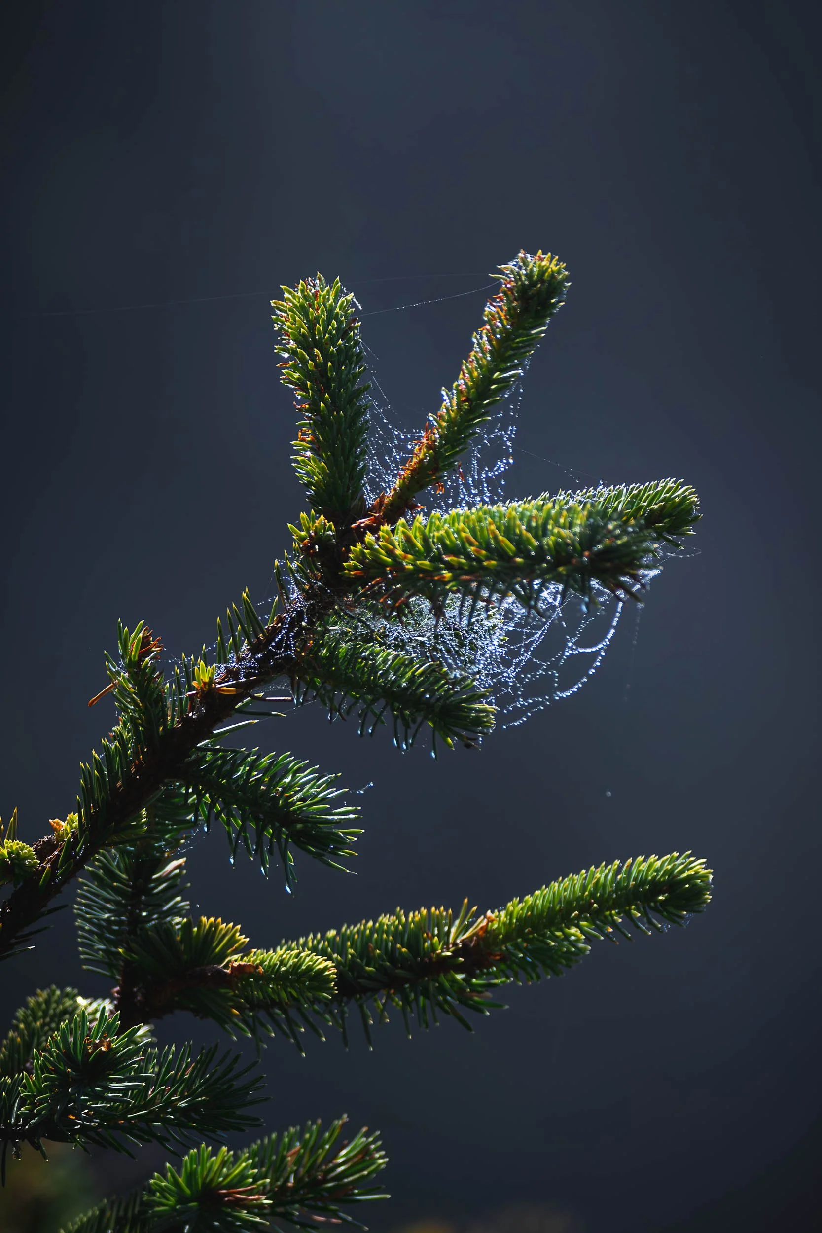 Threads of Morning Light