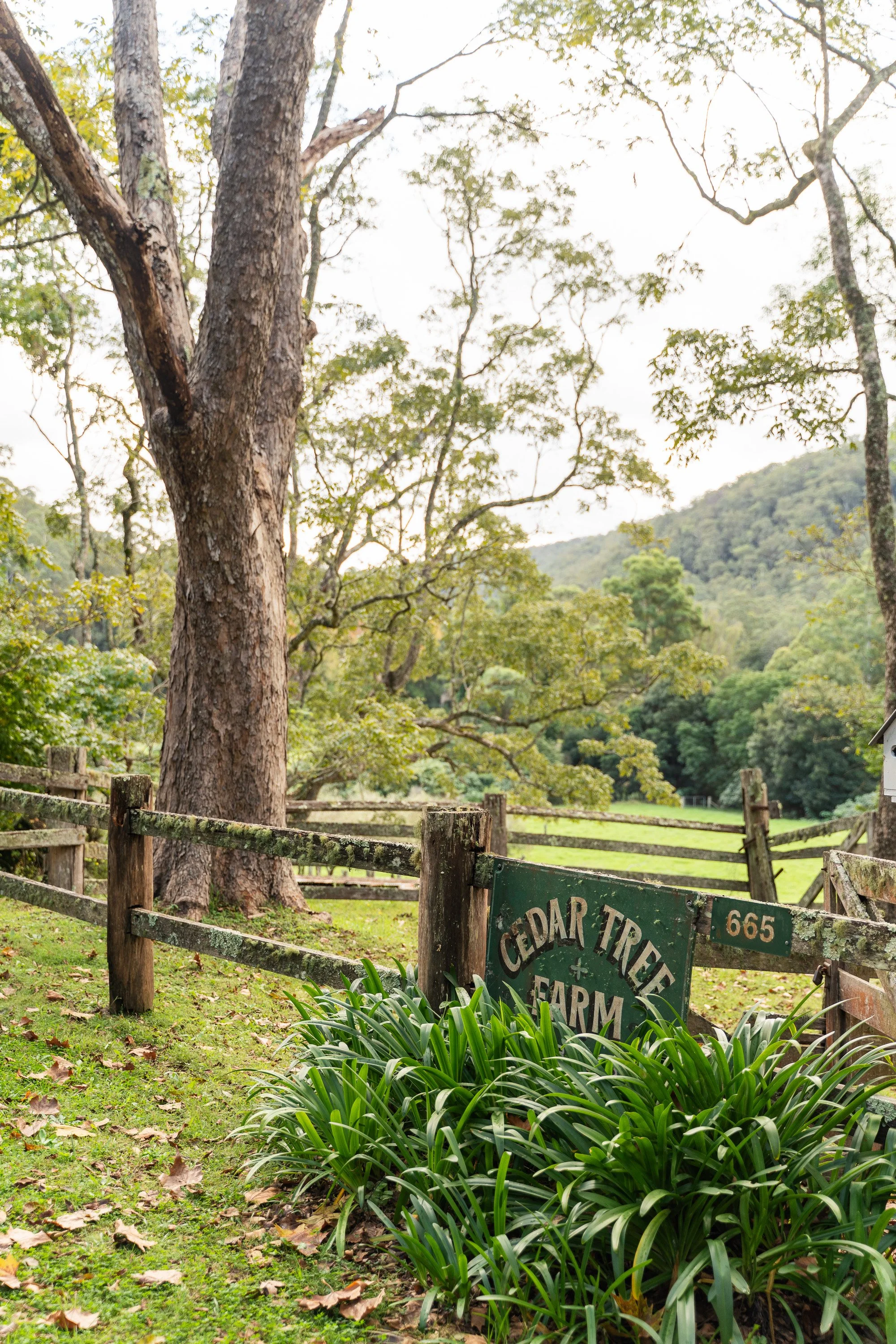 Cedar Tree Farm-27.jpg